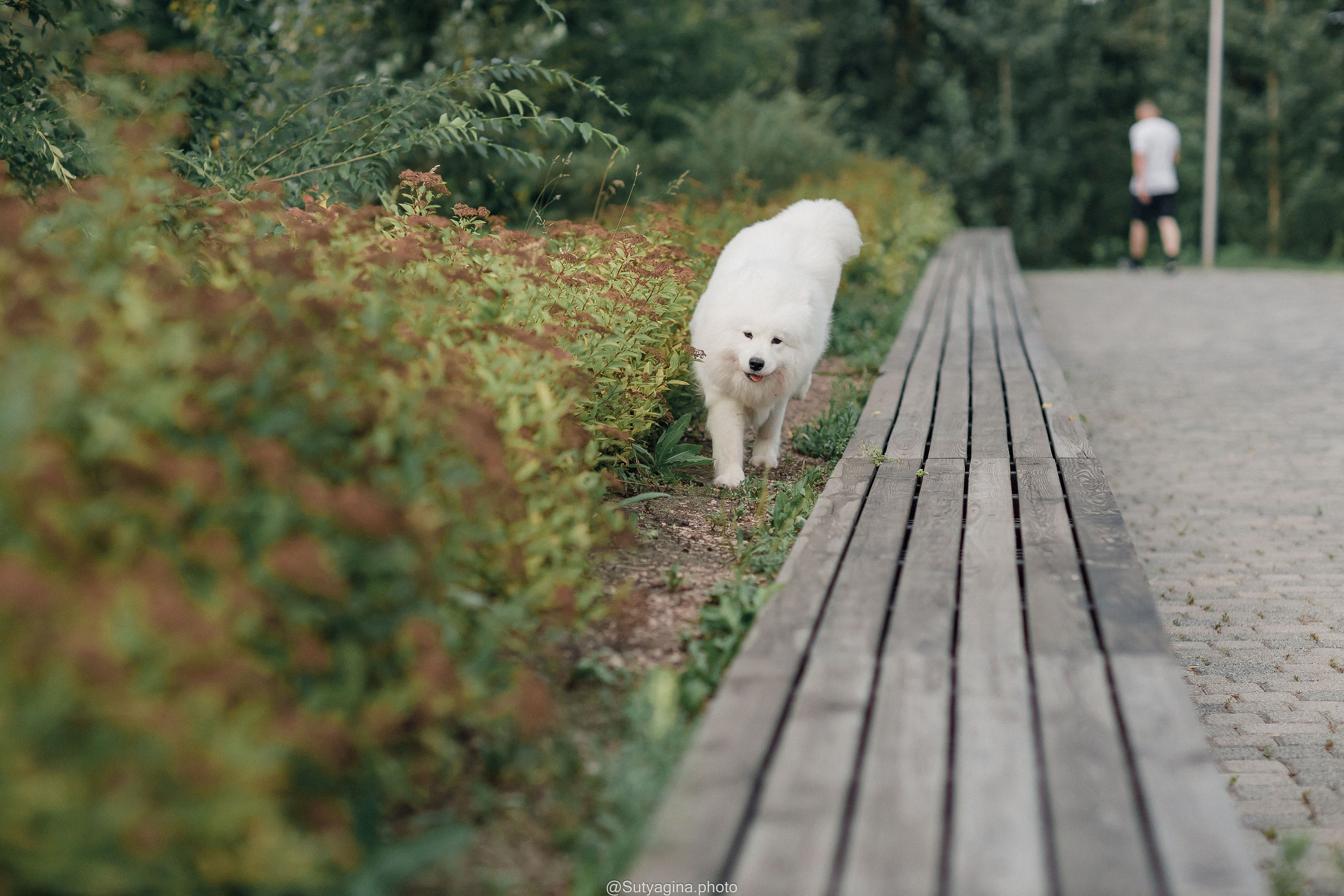 Самоед Рея. Свадебный и женский фотограф