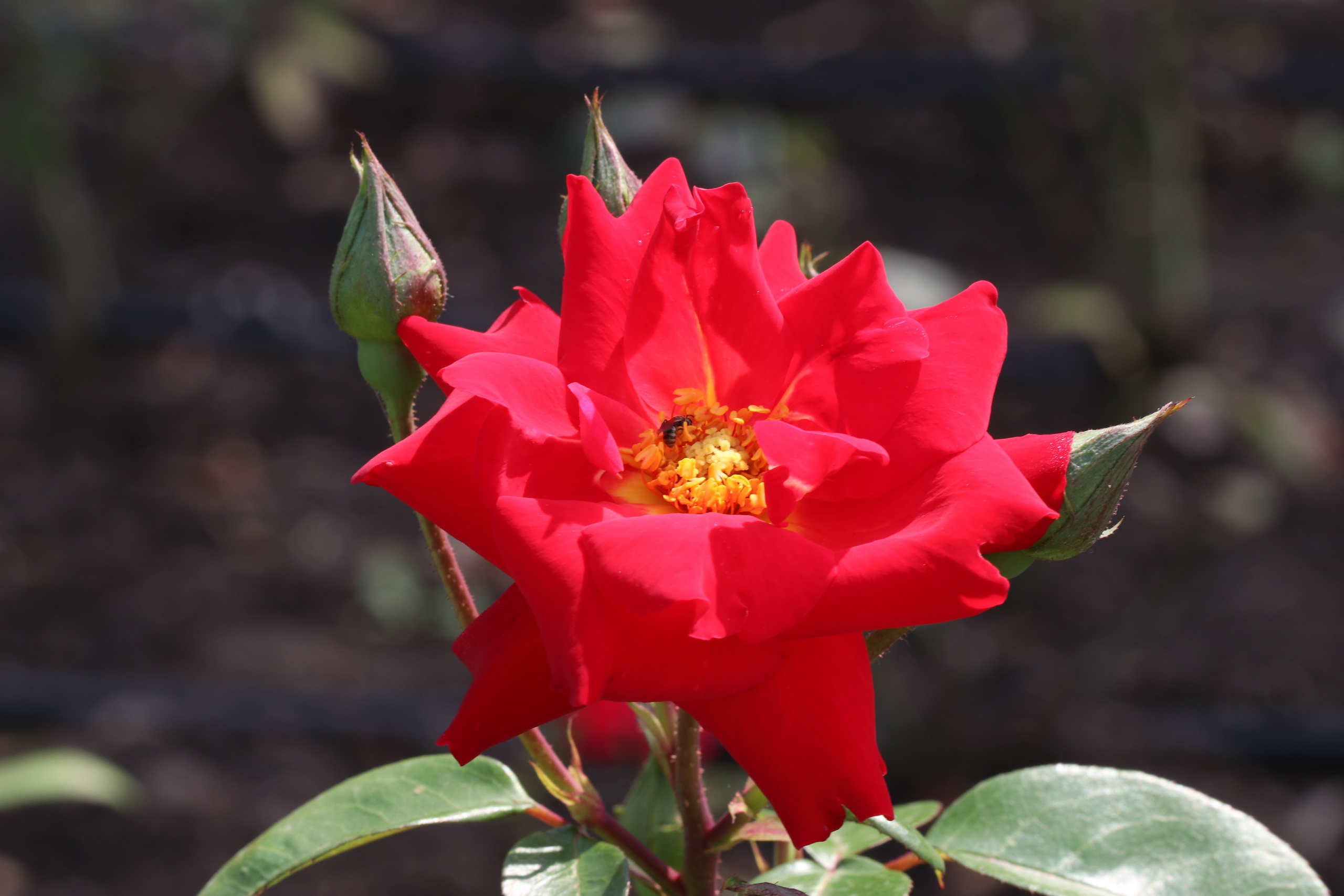 Долина роз в Кисловодске. Фото-художник и Репортажный фотограф Николаев Александр Алексеевич
