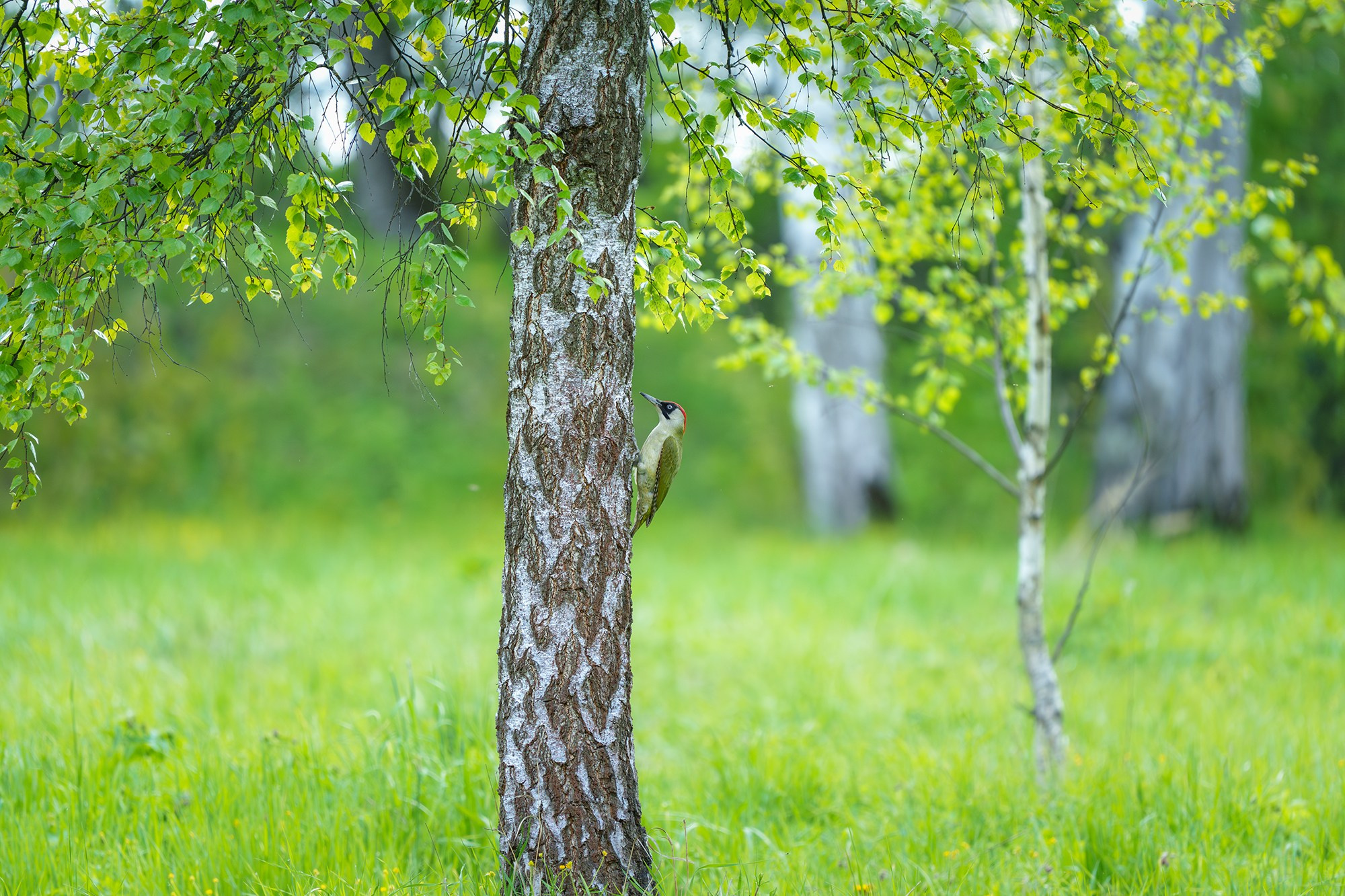 Удивительные мир птиц. Вокруг нас столько прекрасного — присмотритесь!. Ваш личный фотограф Марина Волкова