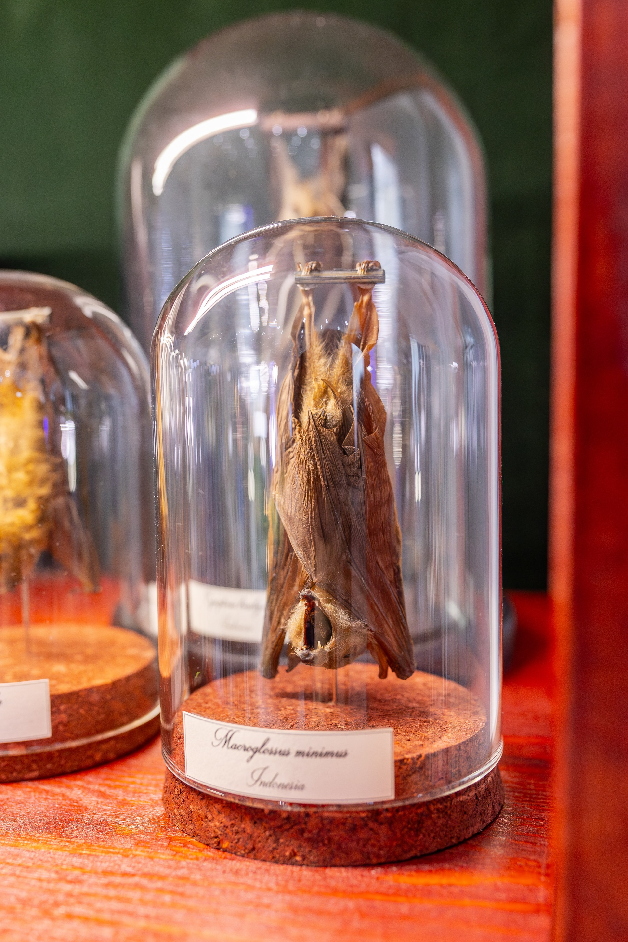 Монстериум 11–12 октября. Александра Куликова фотограф, Москва