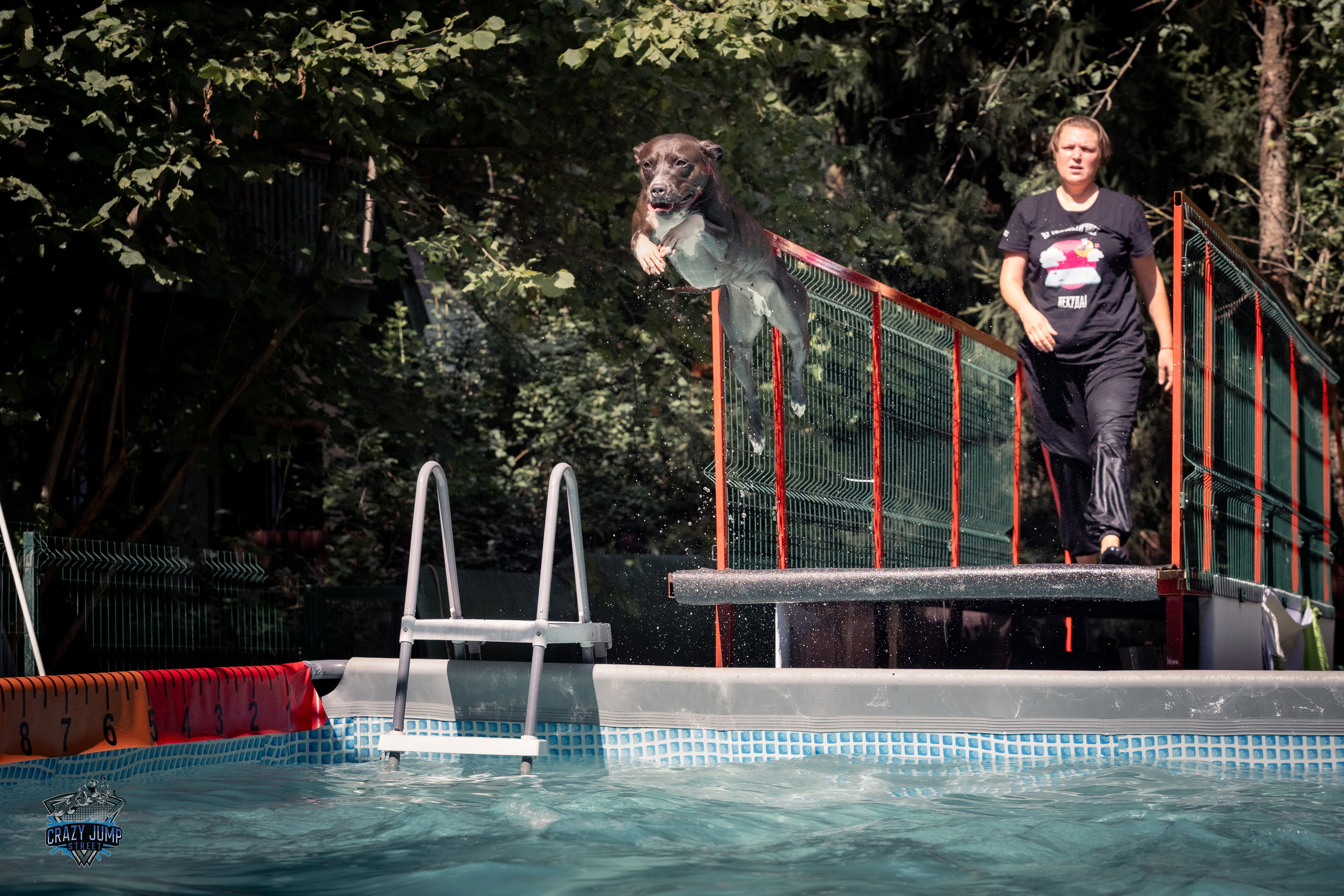 Собаки, спорт, Док дайвинг. Свадебный и репортажный фотограф в Москве и Московской области