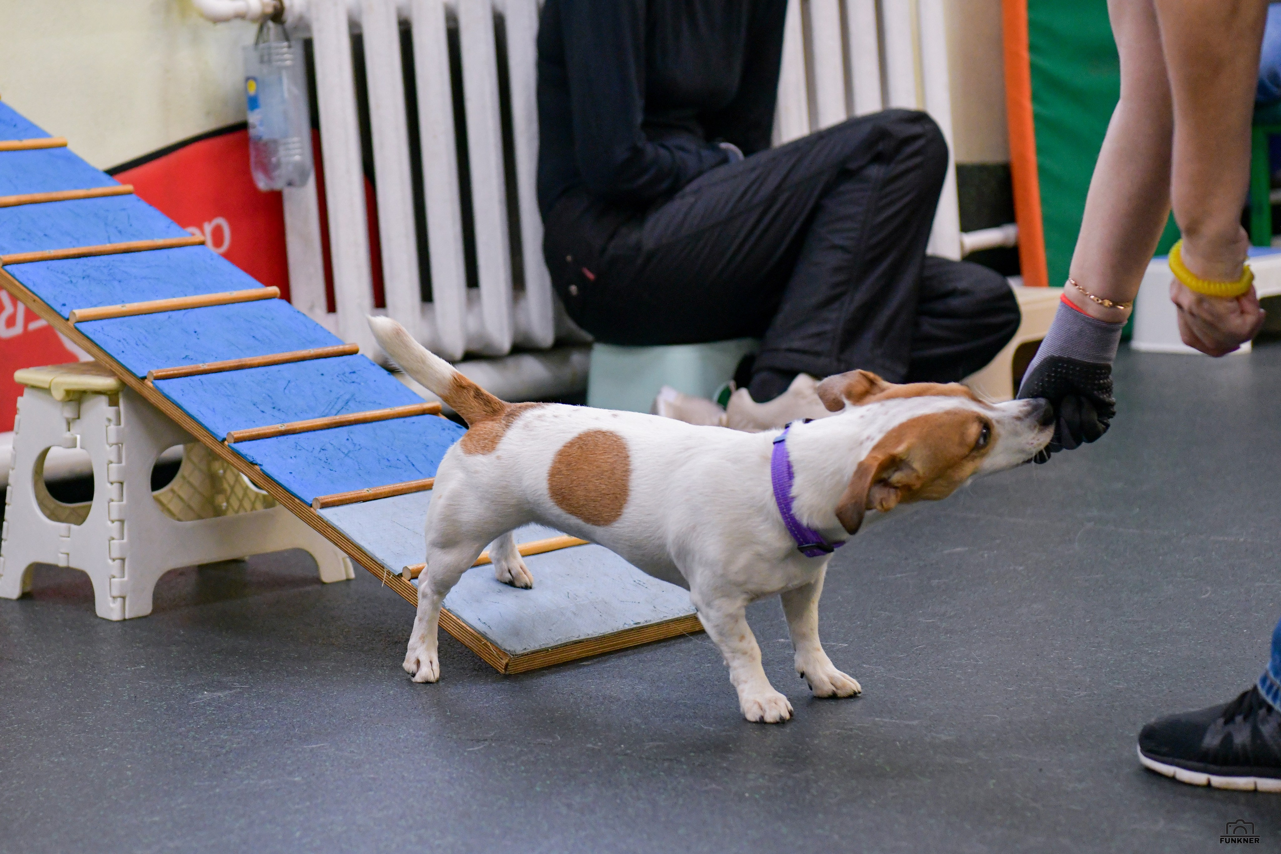 Кинологический клуб «Бодрый хвост». Свой взгляд через объектив