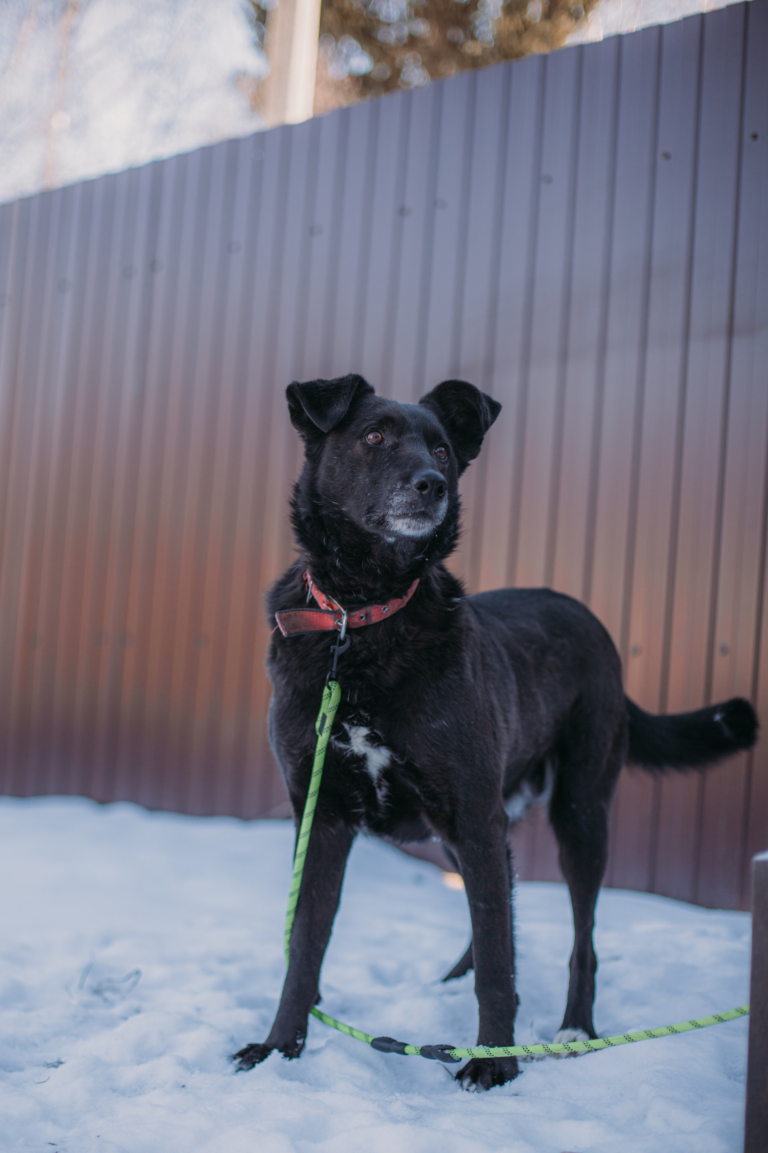 Фотосессии животных. Детский фотограф, фотограф-анималист