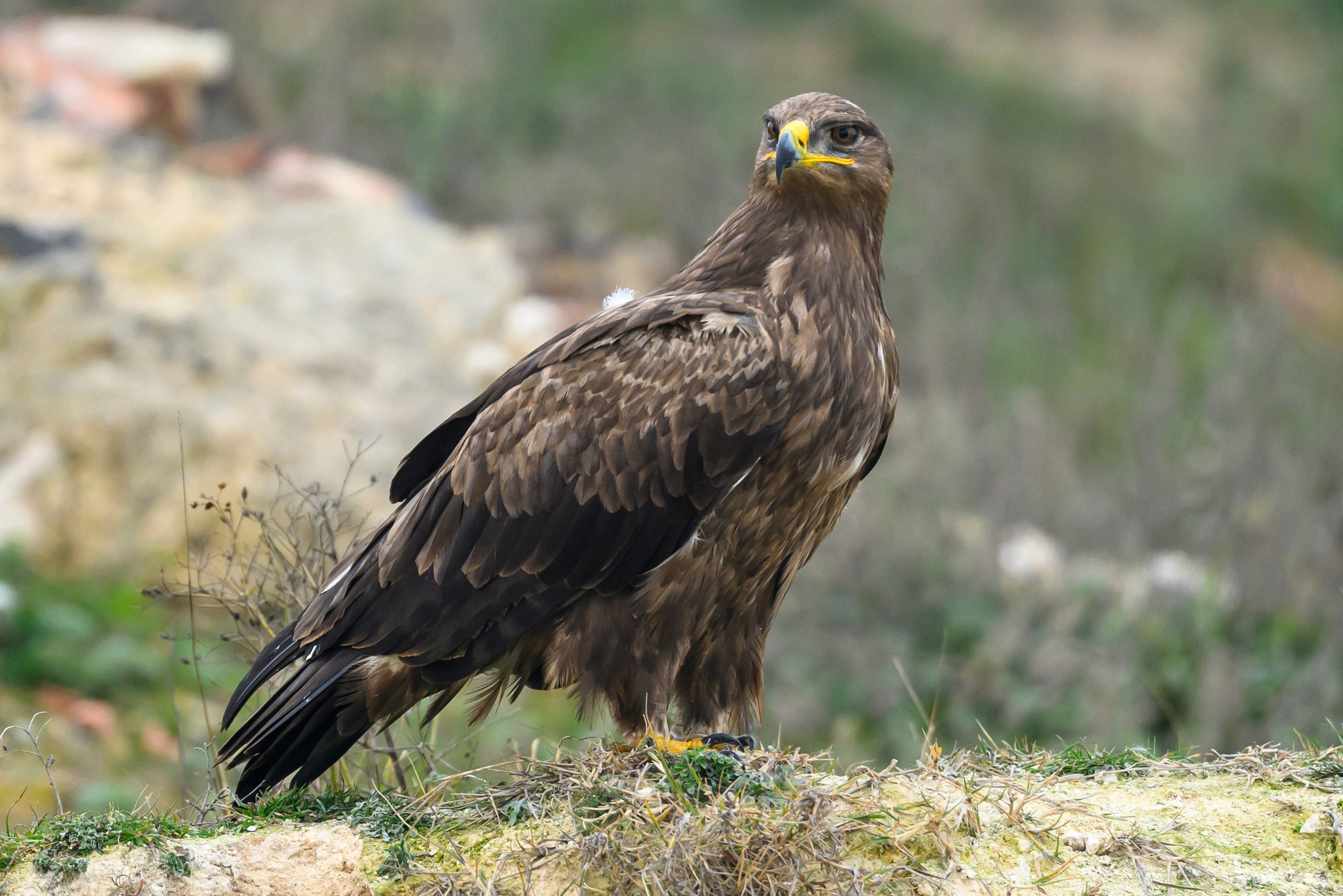 Дагестан. Ноябрь 2025. Фотограф Сергей Пупонин