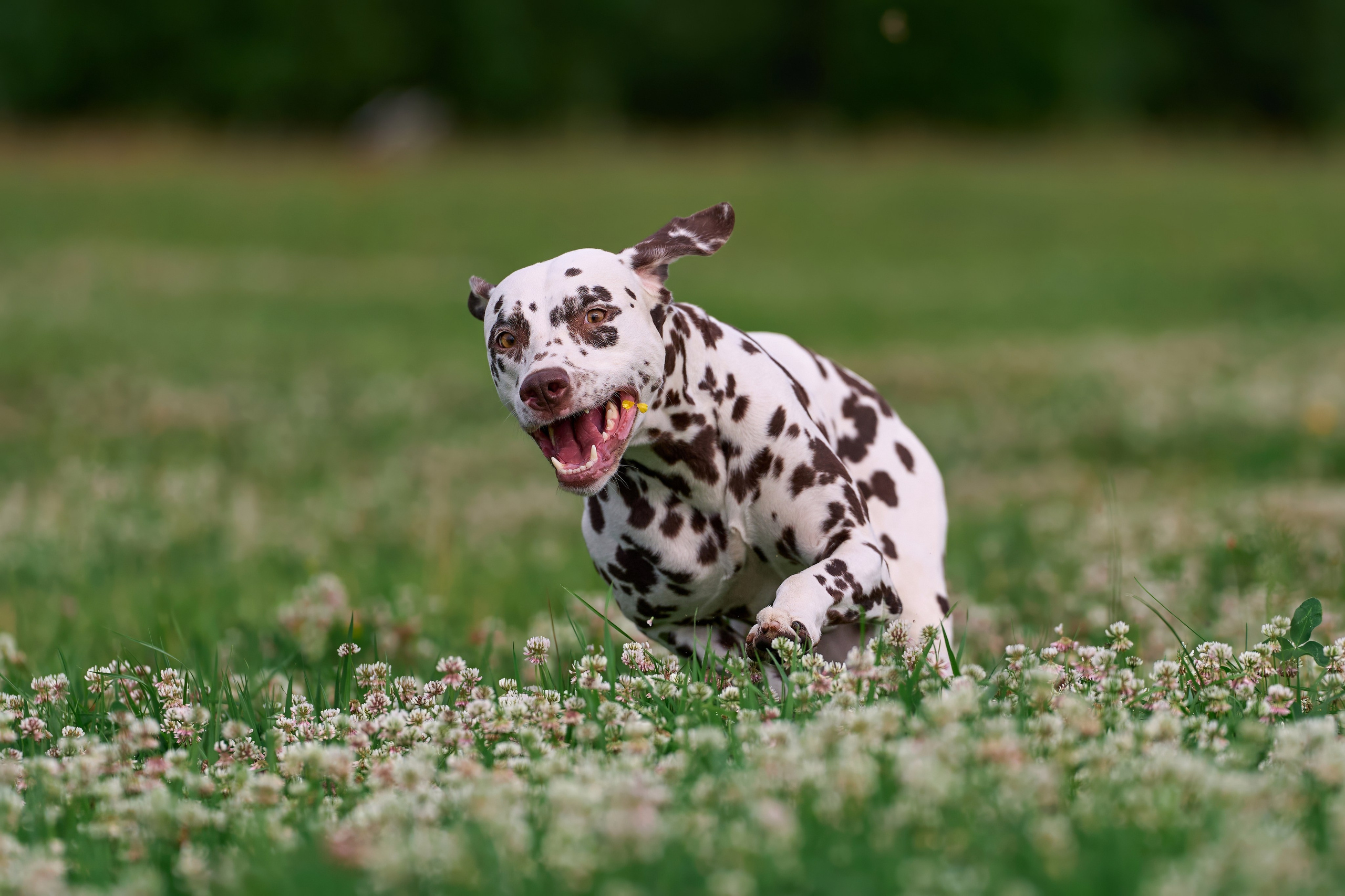 Тренировка по курсингу в Донино. Фотограф-анималист Михаил Манухин