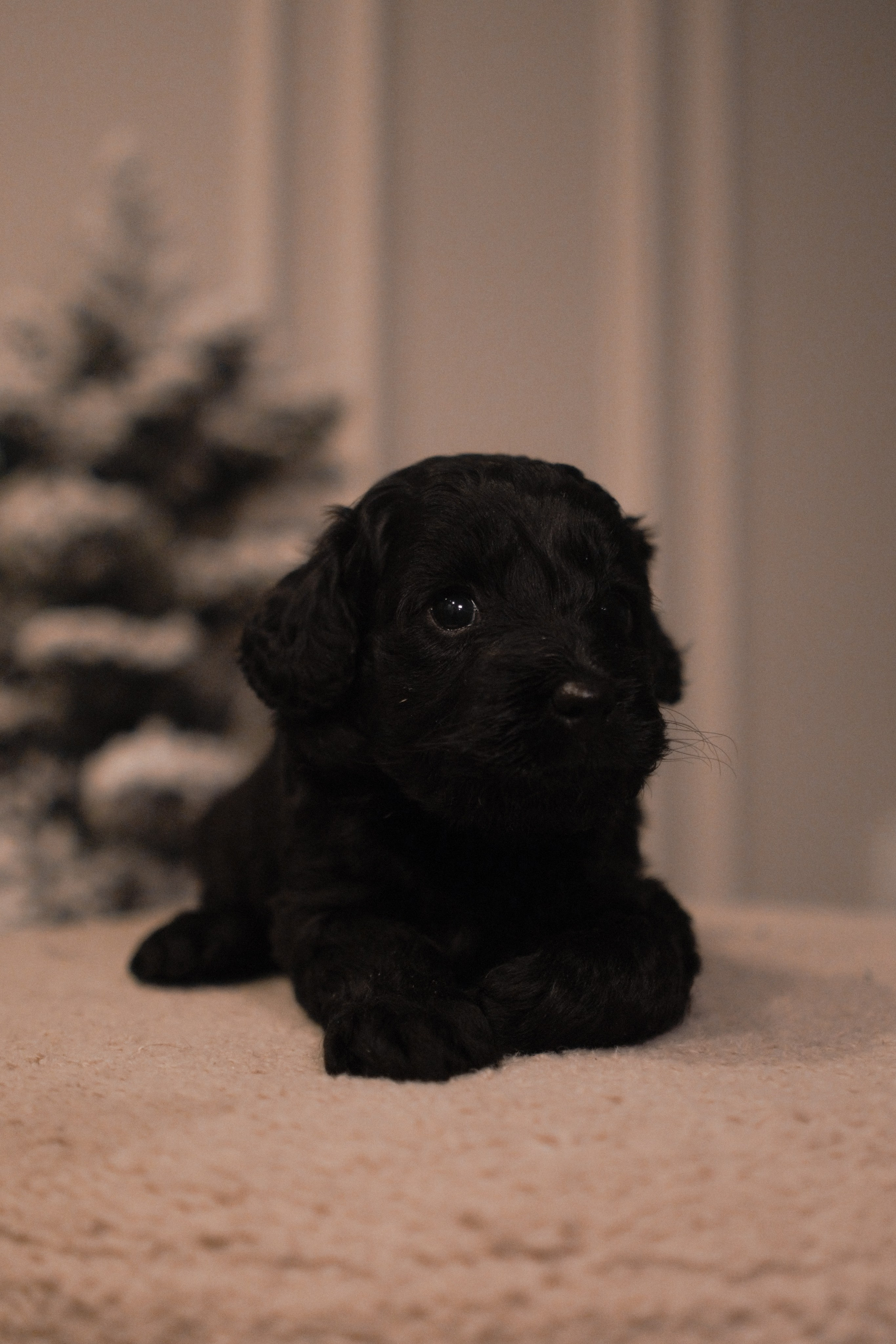 Щенки. Заводчик Labradoodle в Санкт-Петербурге — Костылева Ульяна
