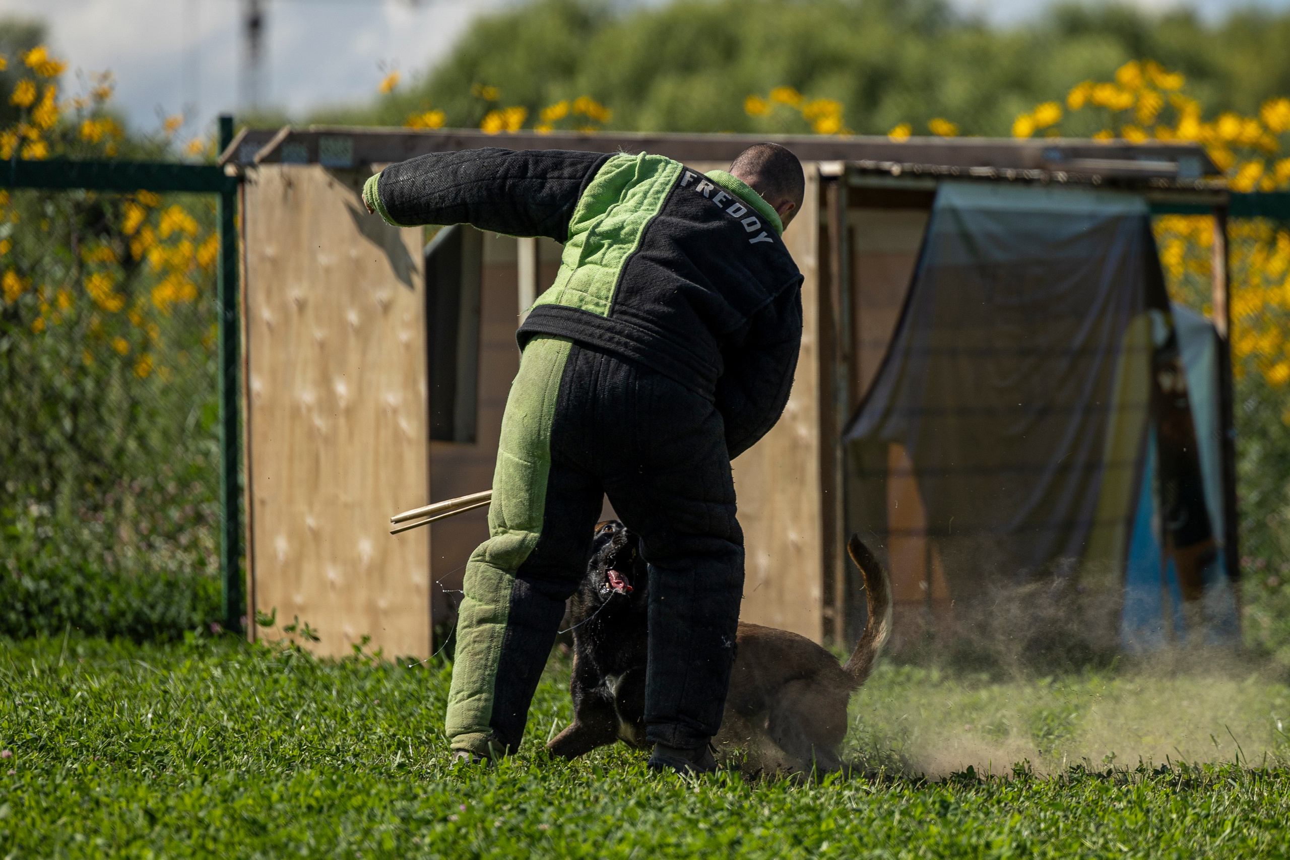 Соревнования по Мондьорингу г. Вологда 10-11.08.2024. Фотограф-анималист Анна Маринич