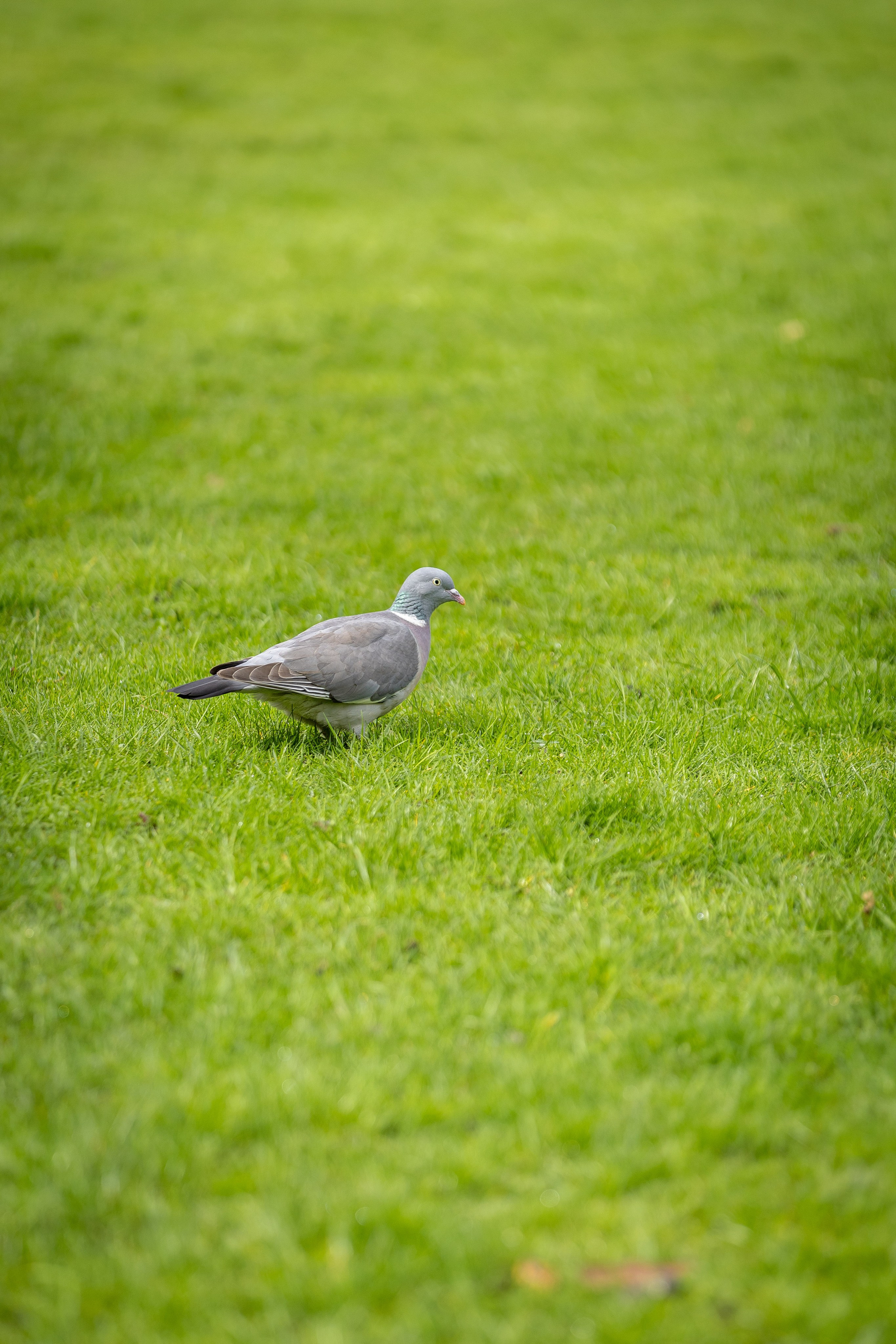 Афина и Мора, Стаффорды. Ирина Голомб|Фотограф-анималист в  Сочи и Калининграде