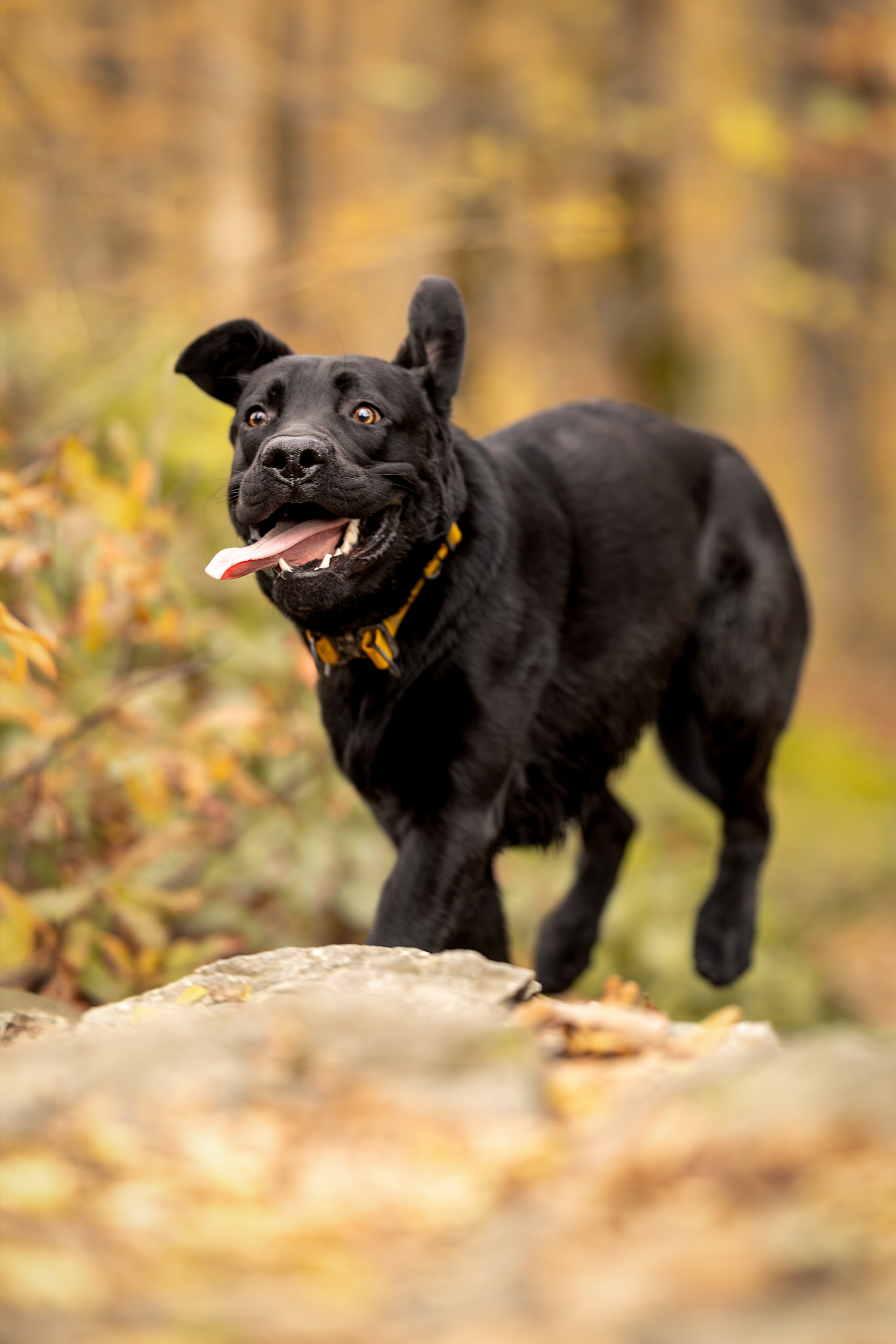 Локи, Лабрадор-ретривер. Ирина Голомб|Фотограф-анималист в  Сочи и Калининграде