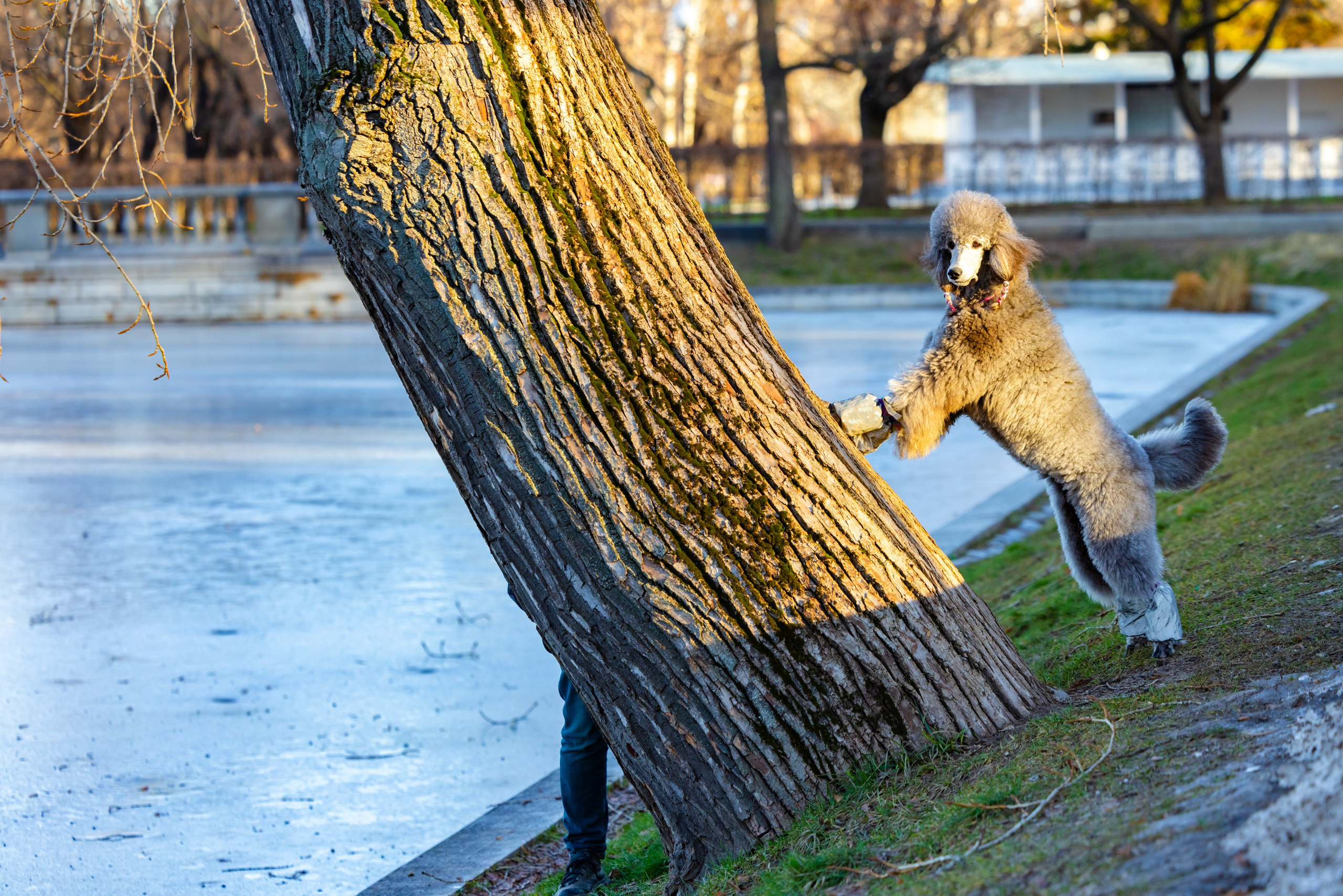 Клуб грумеров (прогулка и семинары). Виктория Зудина — фотограф в Москве