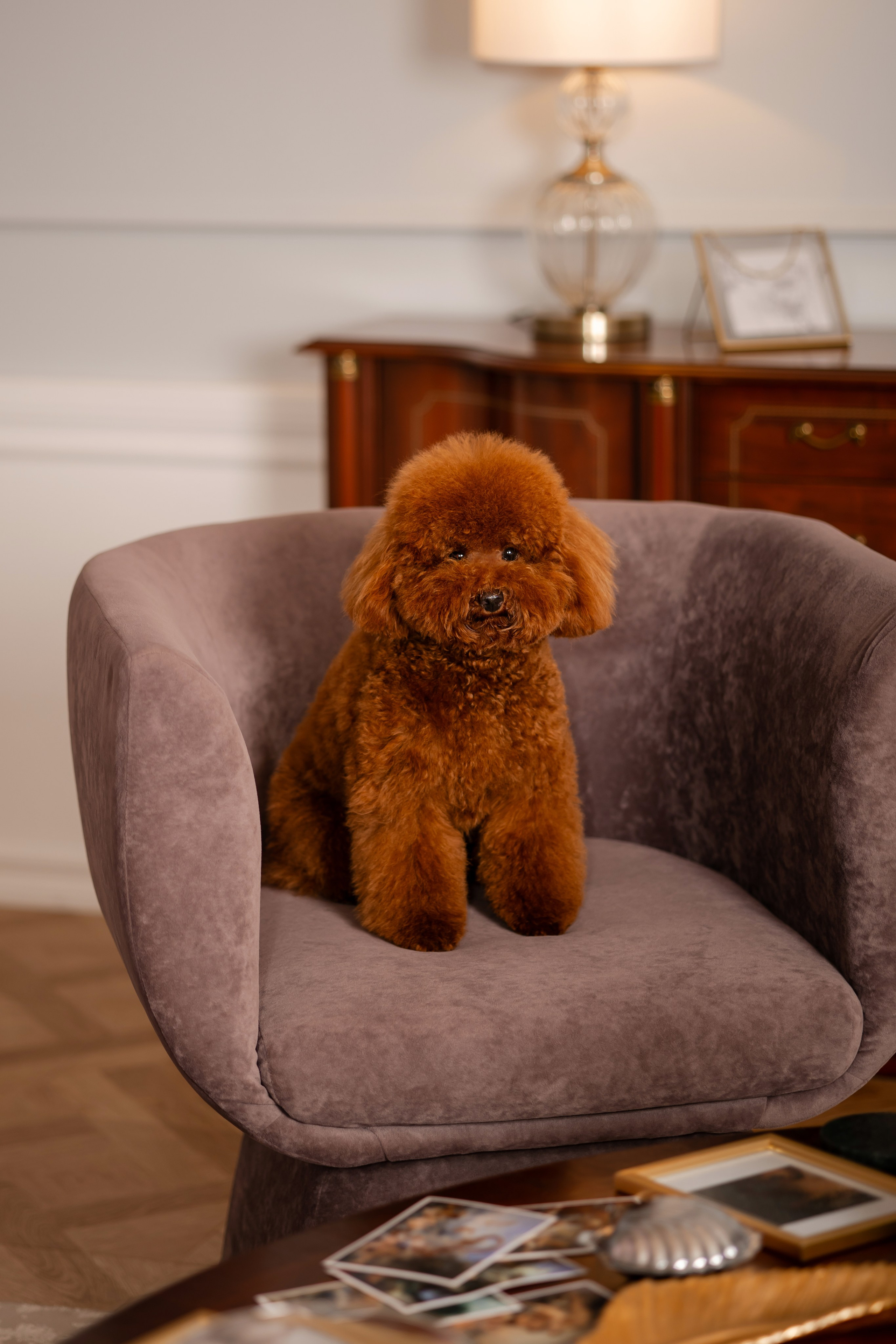 Фотосессия собаки в фотостудии. Фотограф-анималист в Краснодаре Маша Мельникова