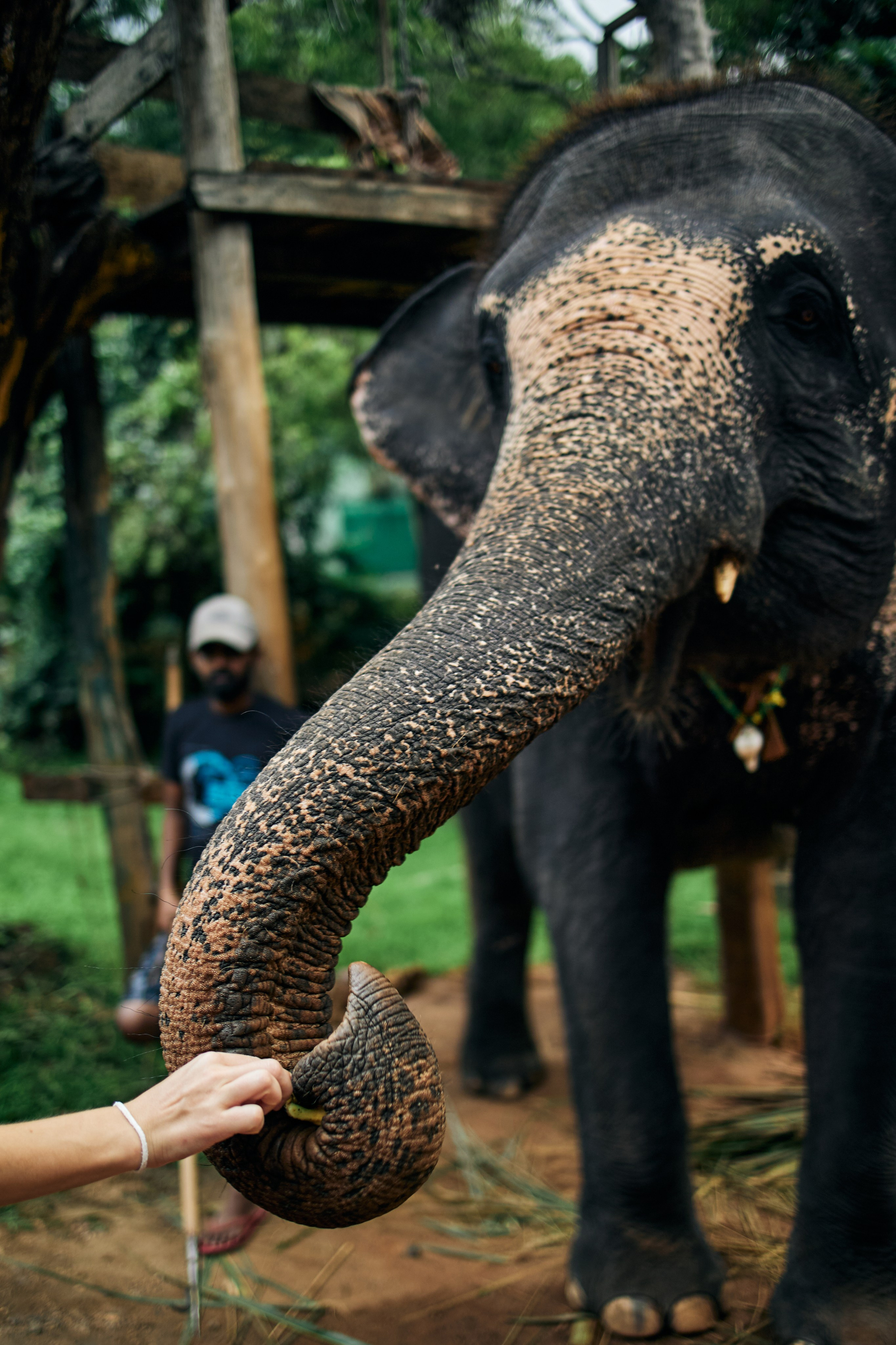 Шри-Ланка. Хороший репортажный и промышленный фотограф в Казани Алексей Щелконогов