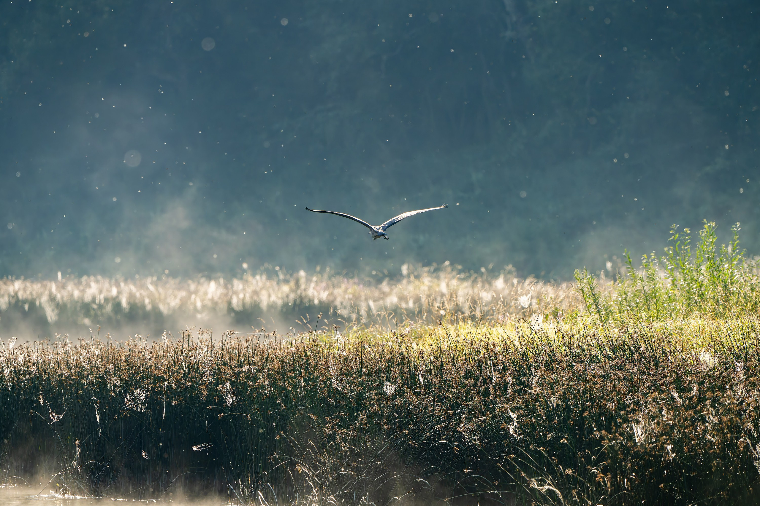 Фотографии Национальный парк Угра. Фотограф спортивные события, недвижимость, турбизнес