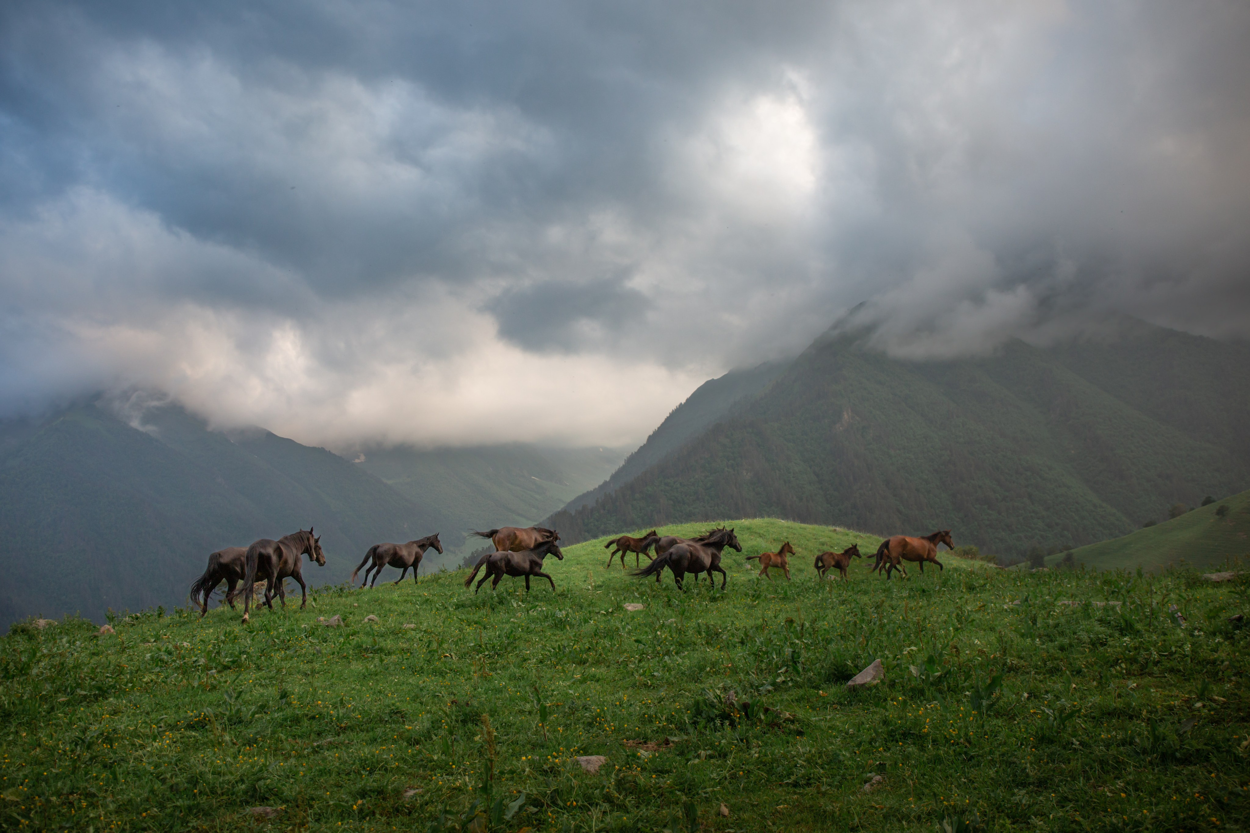 Кони, пасущиеся в Мухинском ущелье КЧР