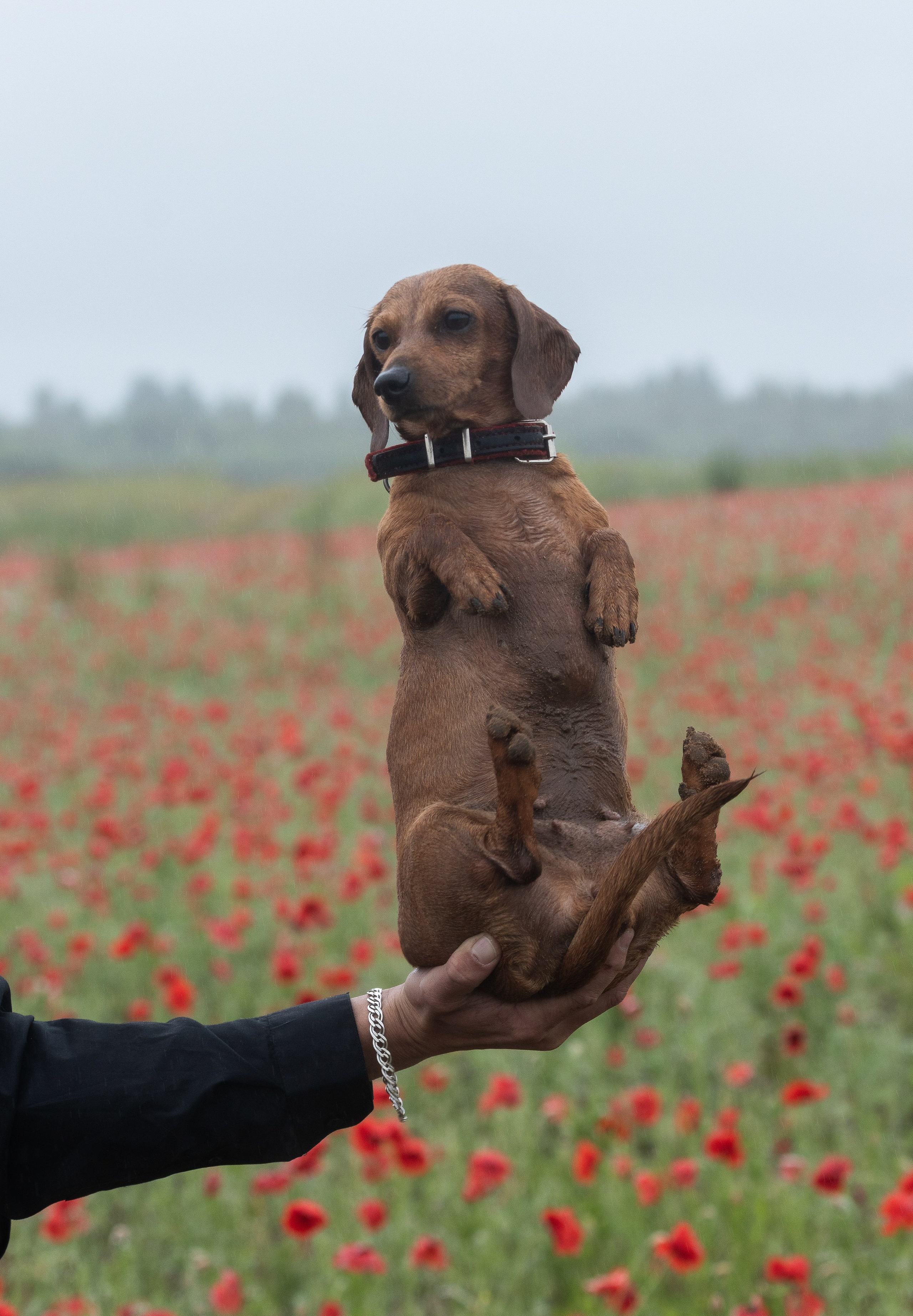 Семья в маках. Портретный фотограф в Санкт-Петербурге Савельева Ольга