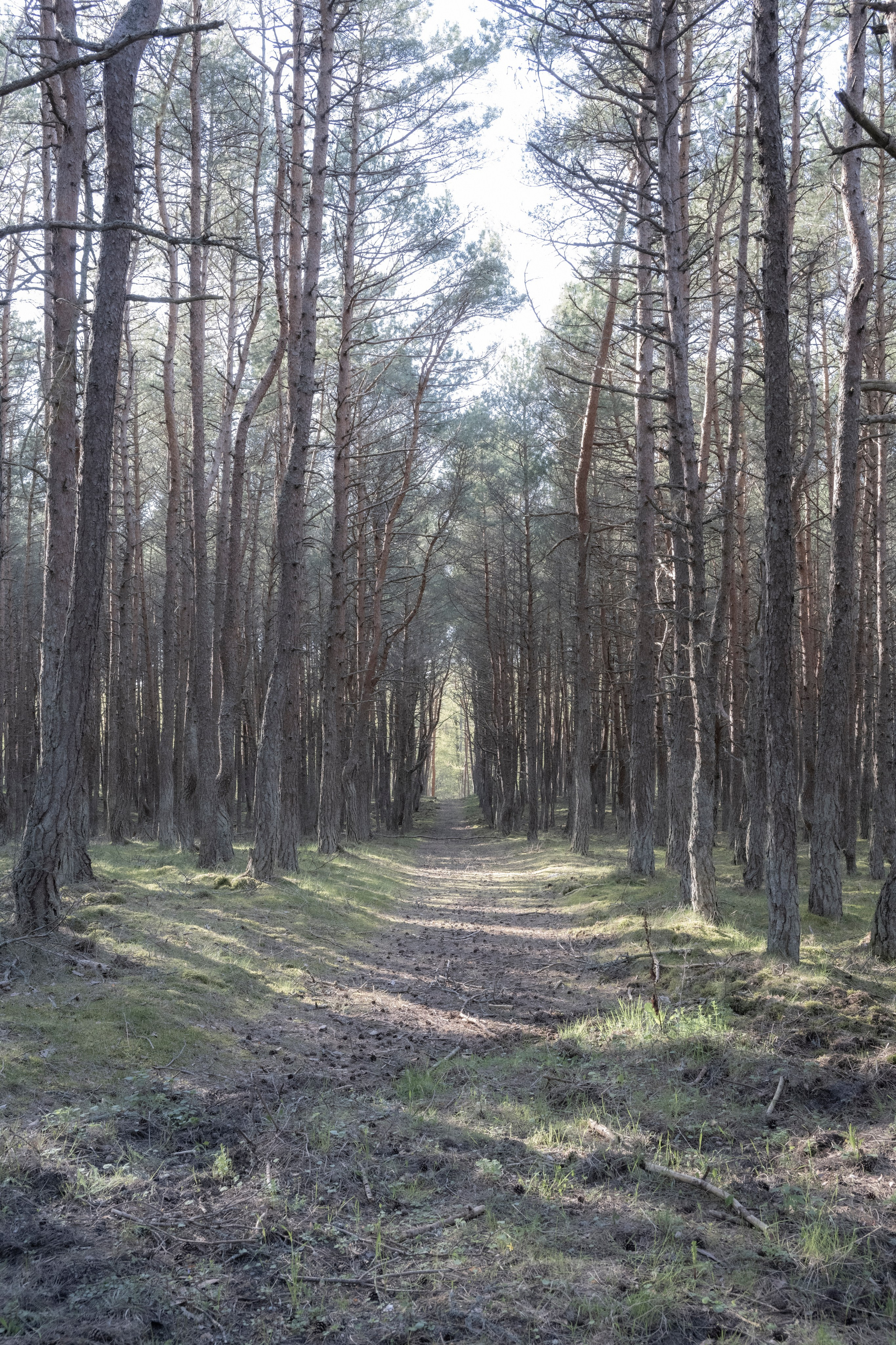 Калининград. Видение Константина Борунова