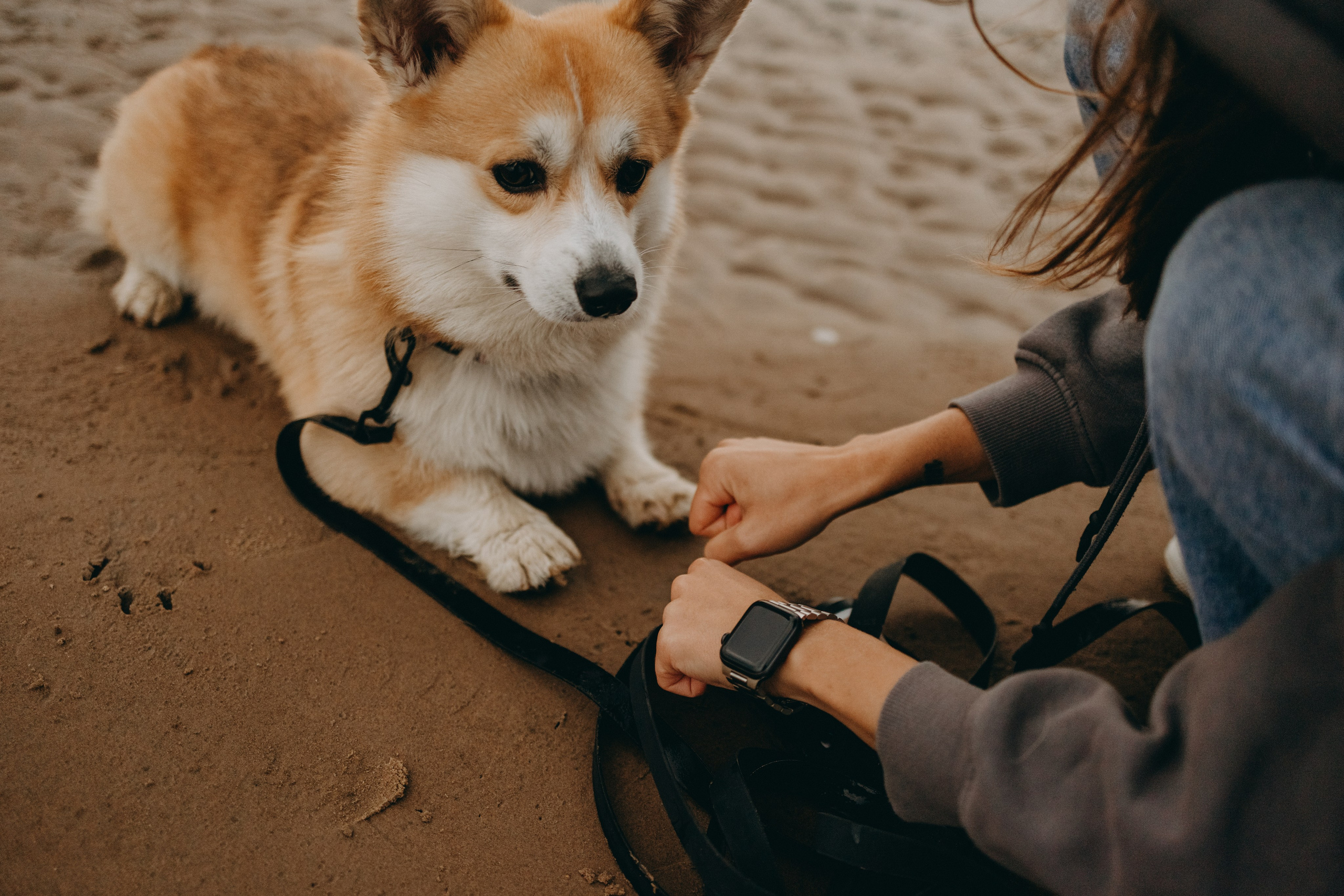 Лиза и Бакс. Фотограф — Анималист | Санкт-Петербург