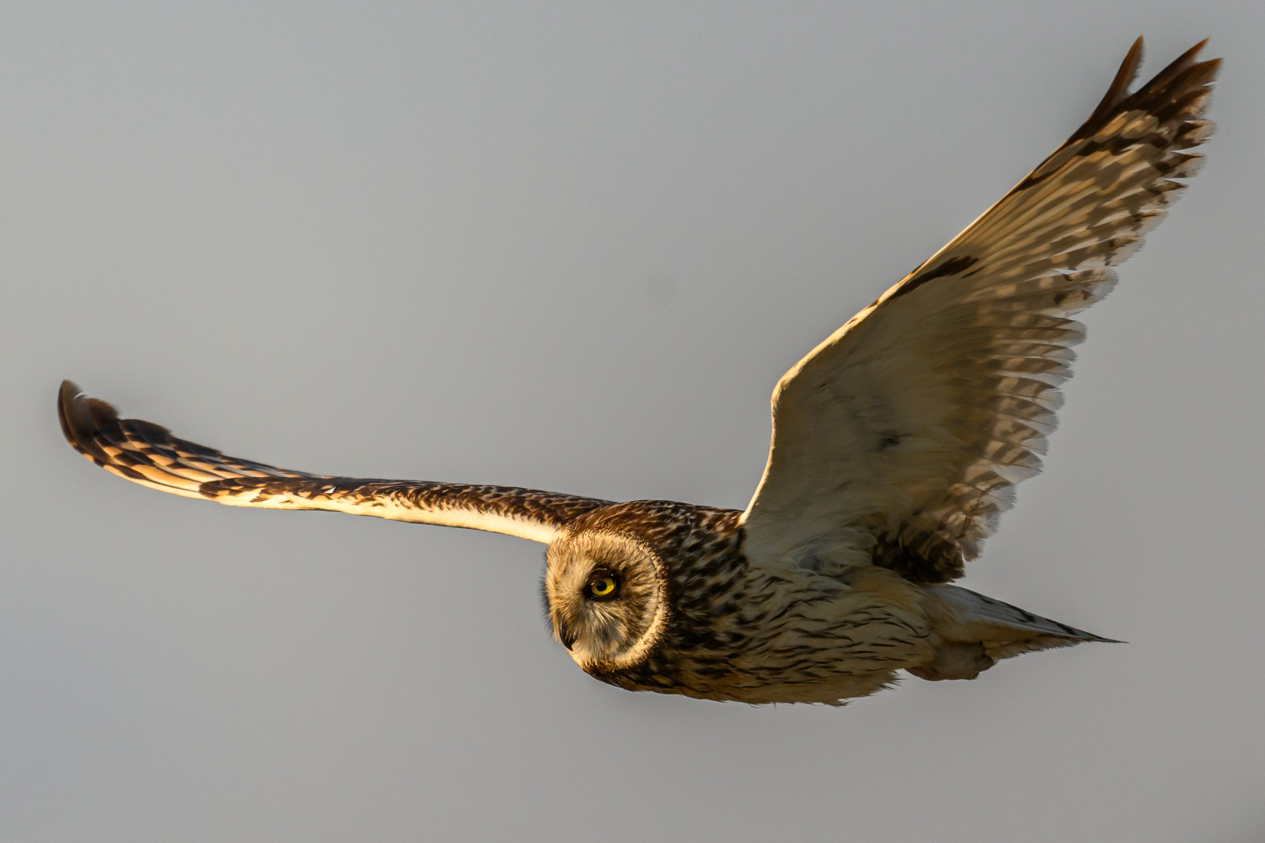 Short eared owl. Wildlife photography by Sergey Puponin