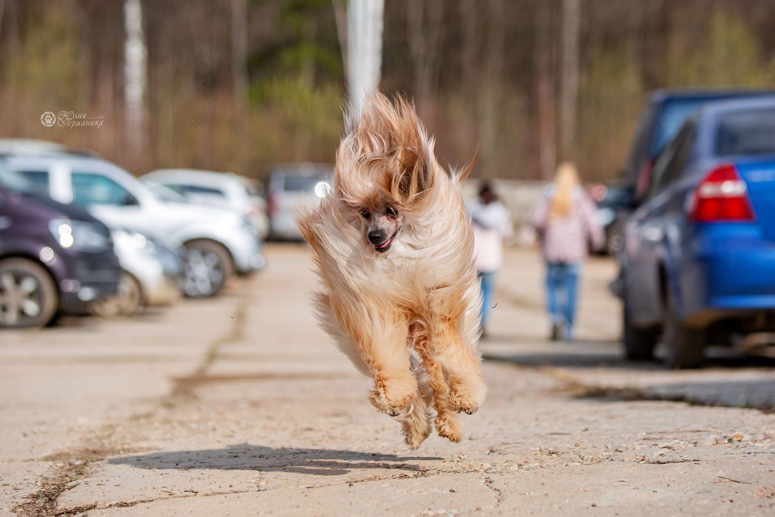 Сергиев Посад 23.04.2022. Фотограф-анималист Юлия Германика