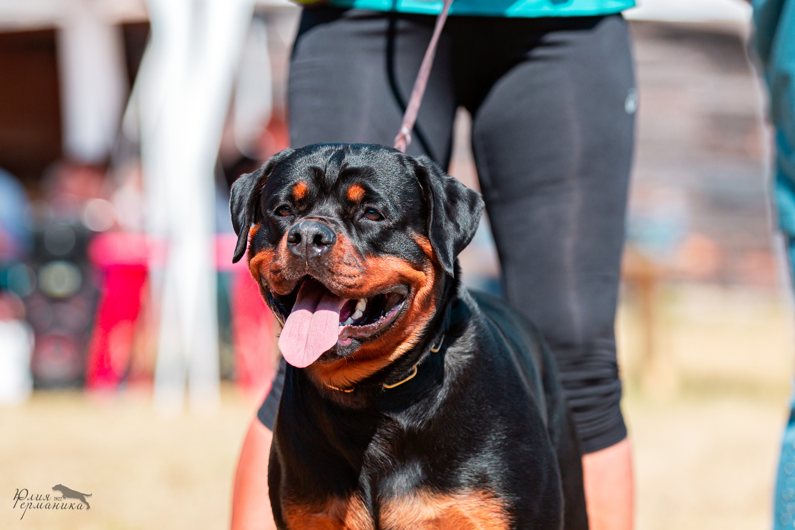 Тверь моно ротвейлеров 2-3.07.2022. Фотограф-анималист Юлия Германика