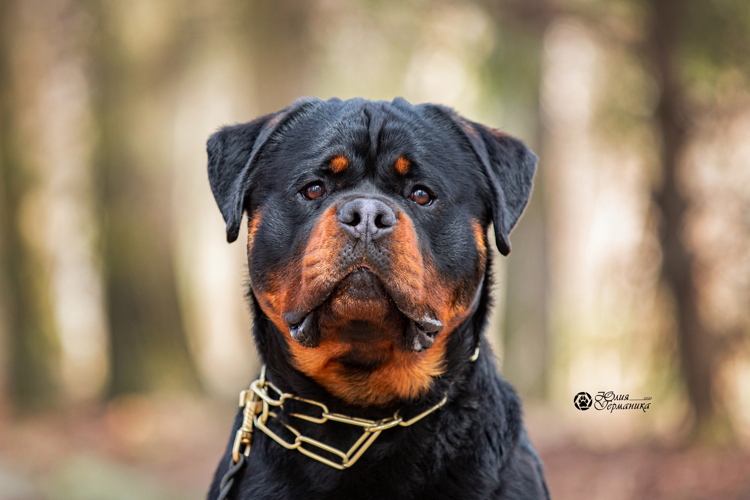Свободная съемка. Фотограф-анималист Юлия Германика