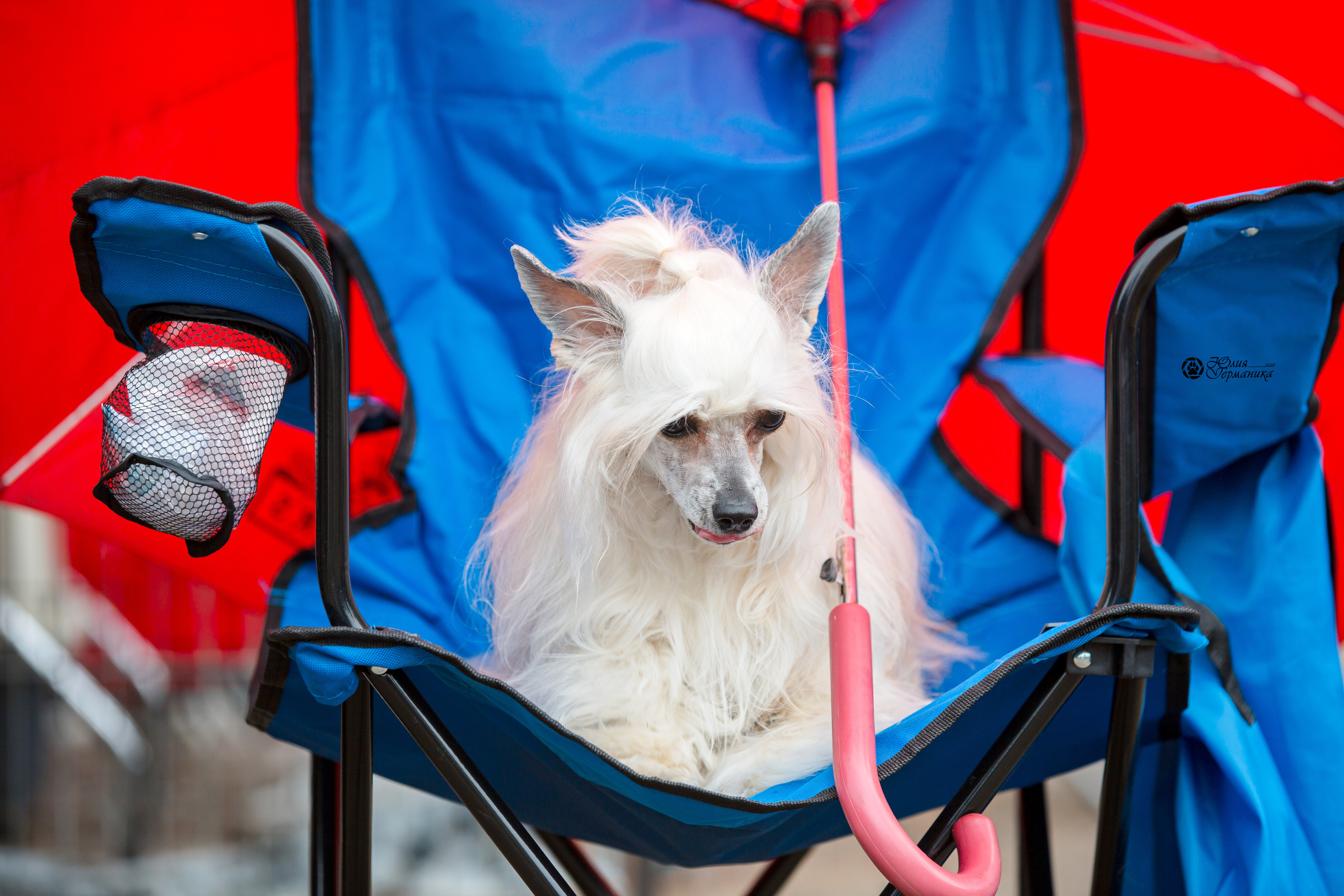 Александров 2хСАС 8 мая 2022. Фотограф-анималист Юлия Германика