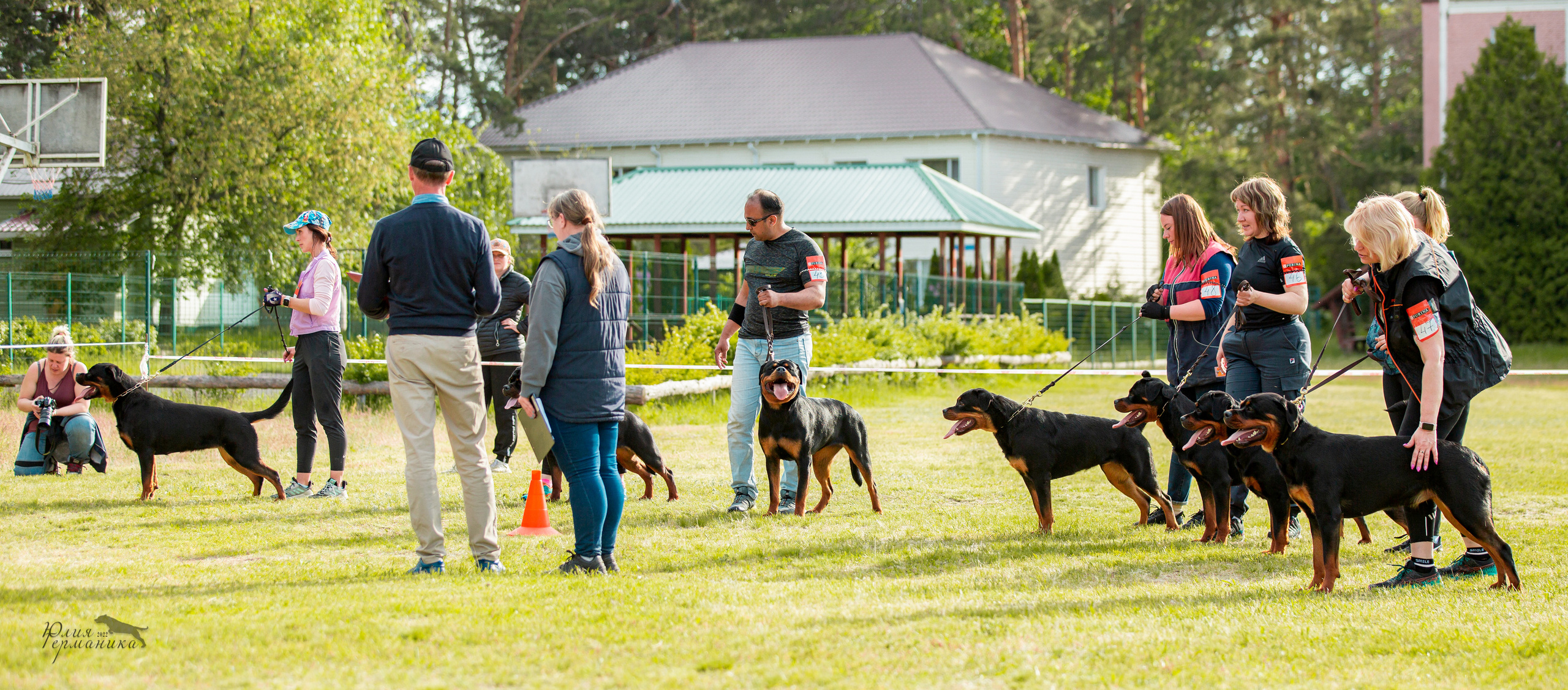 Воронеж моно ротвейлеров 28-29 мая 2022. Фотограф-анималист Юлия Германика