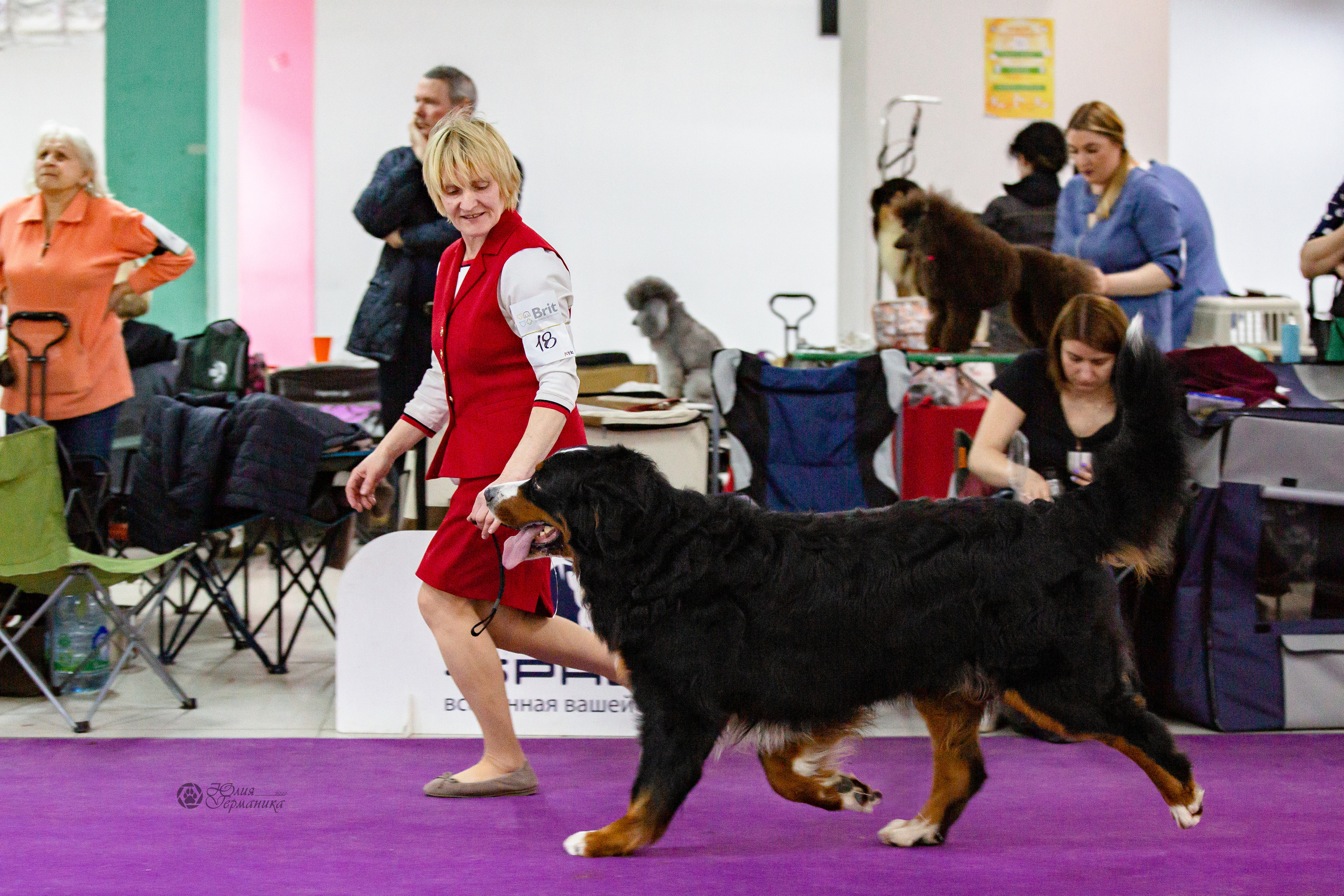 Чайна-Таун 16-17 апреля 2022. Фотограф-анималист Юлия Германика