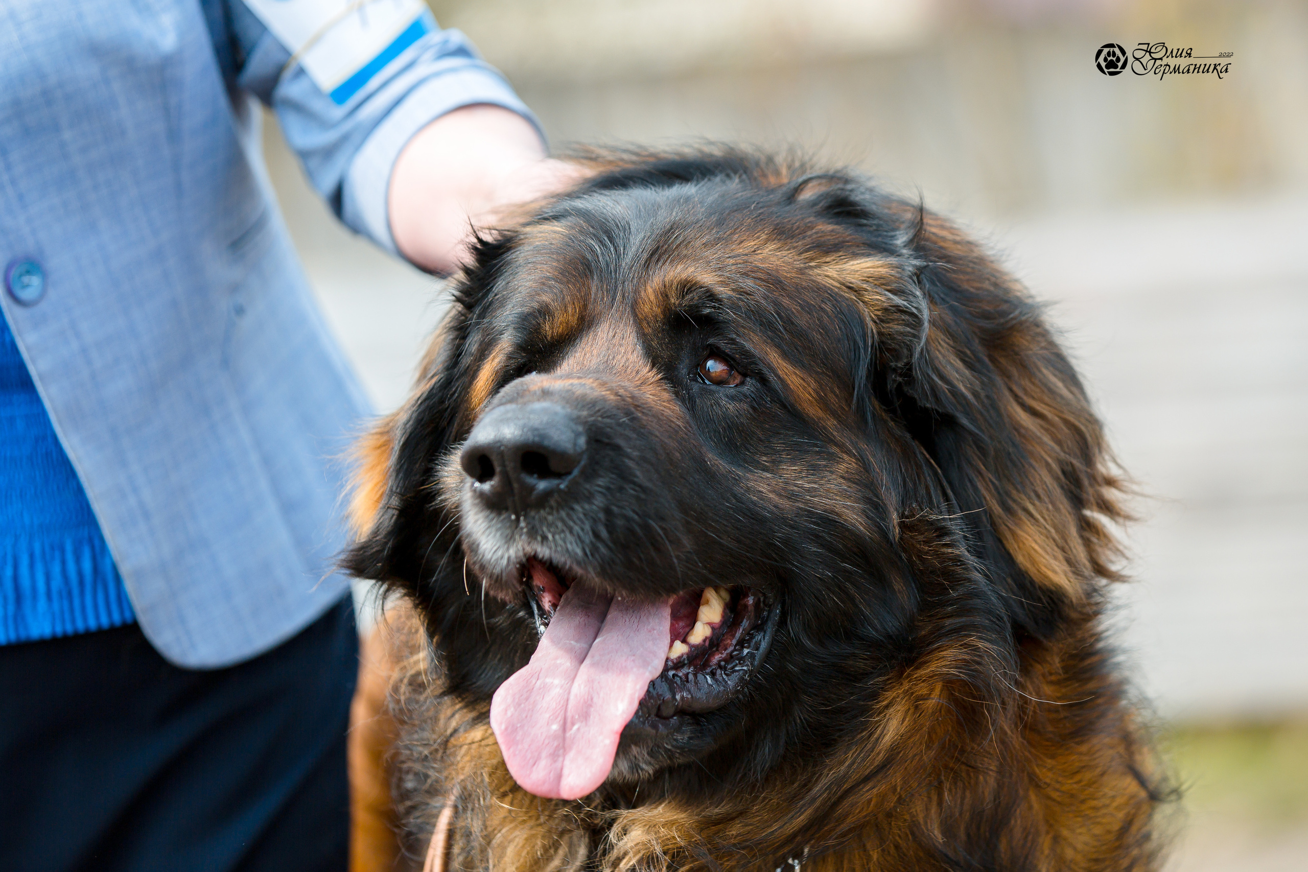 Александров 2хСАС 8 мая 2022. Фотограф-анималист Юлия Германика