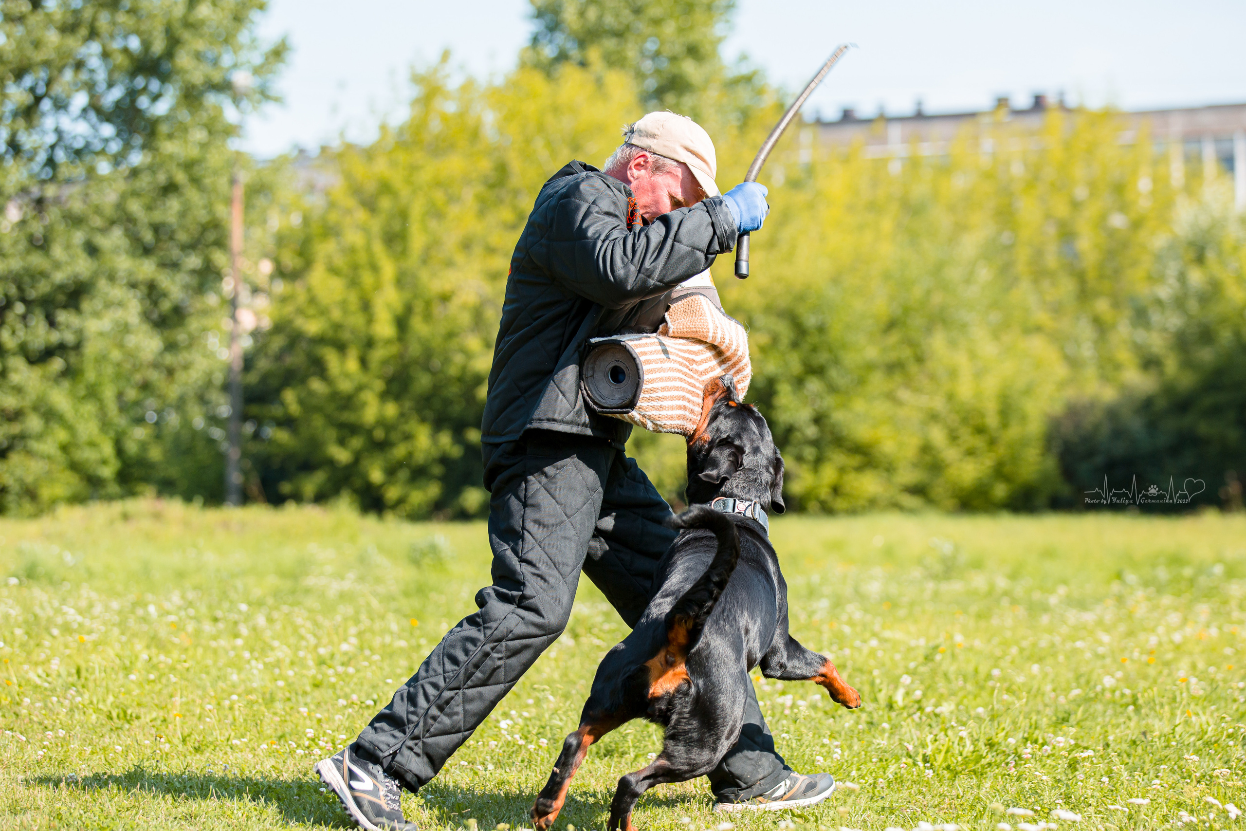 Санкт-Петербург моно ротвейлеров 23.07.2022. Фотограф-анималист Юлия Германика
