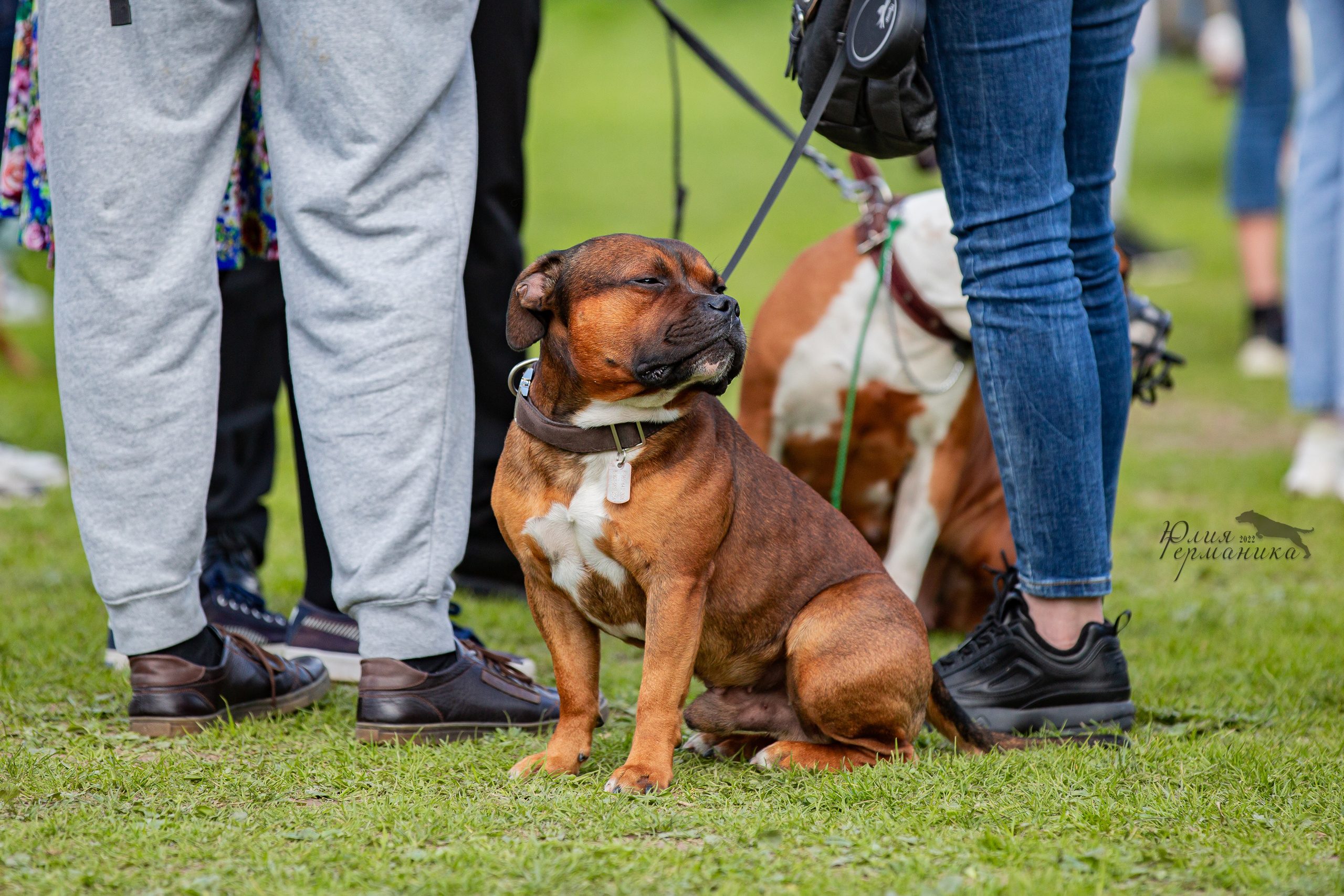 Пушкино 2хЧРКФ 14 мая 2022. Фотограф-анималист Юлия Германика