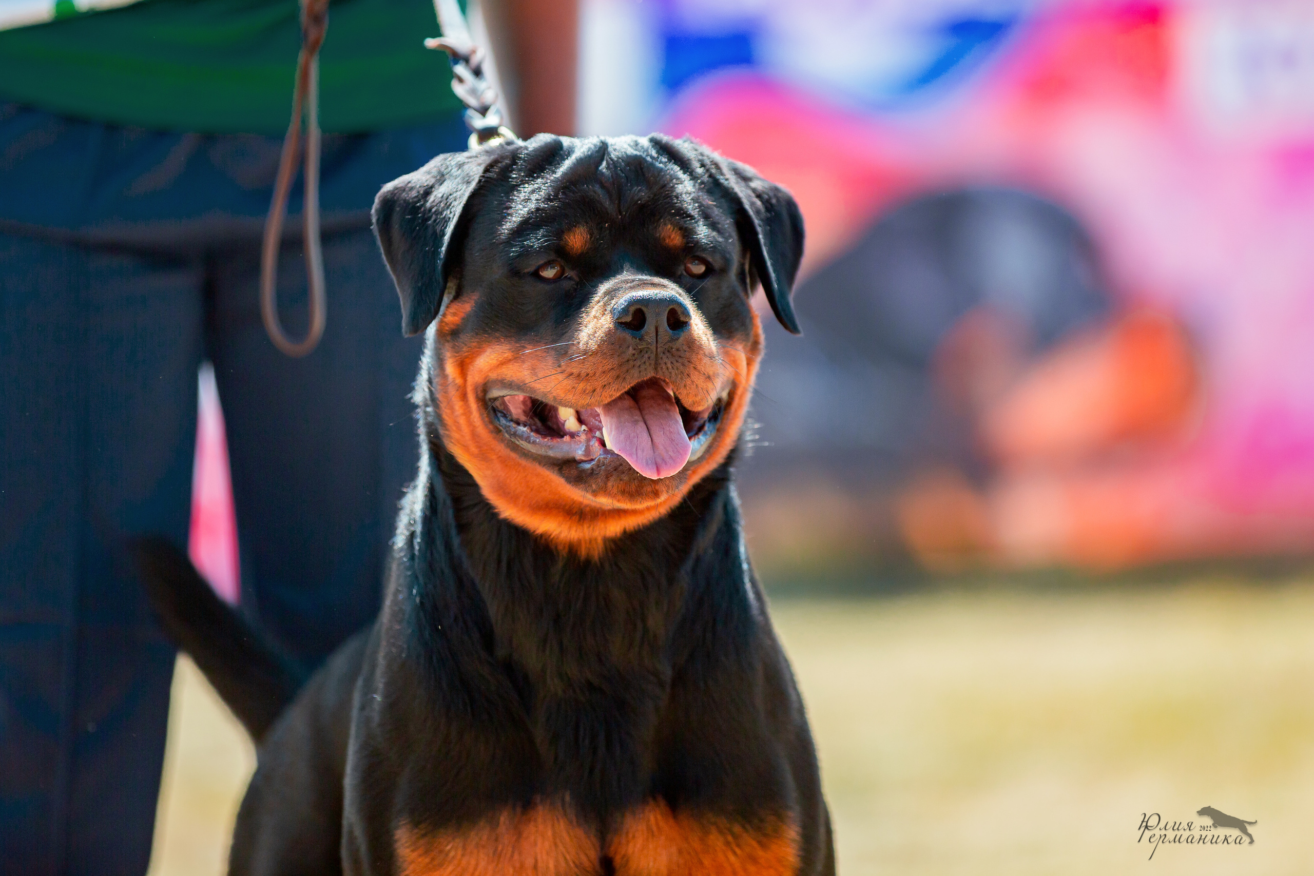 Тверь моно ротвейлеров 2-3.07.2022. Фотограф-анималист Юлия Германика