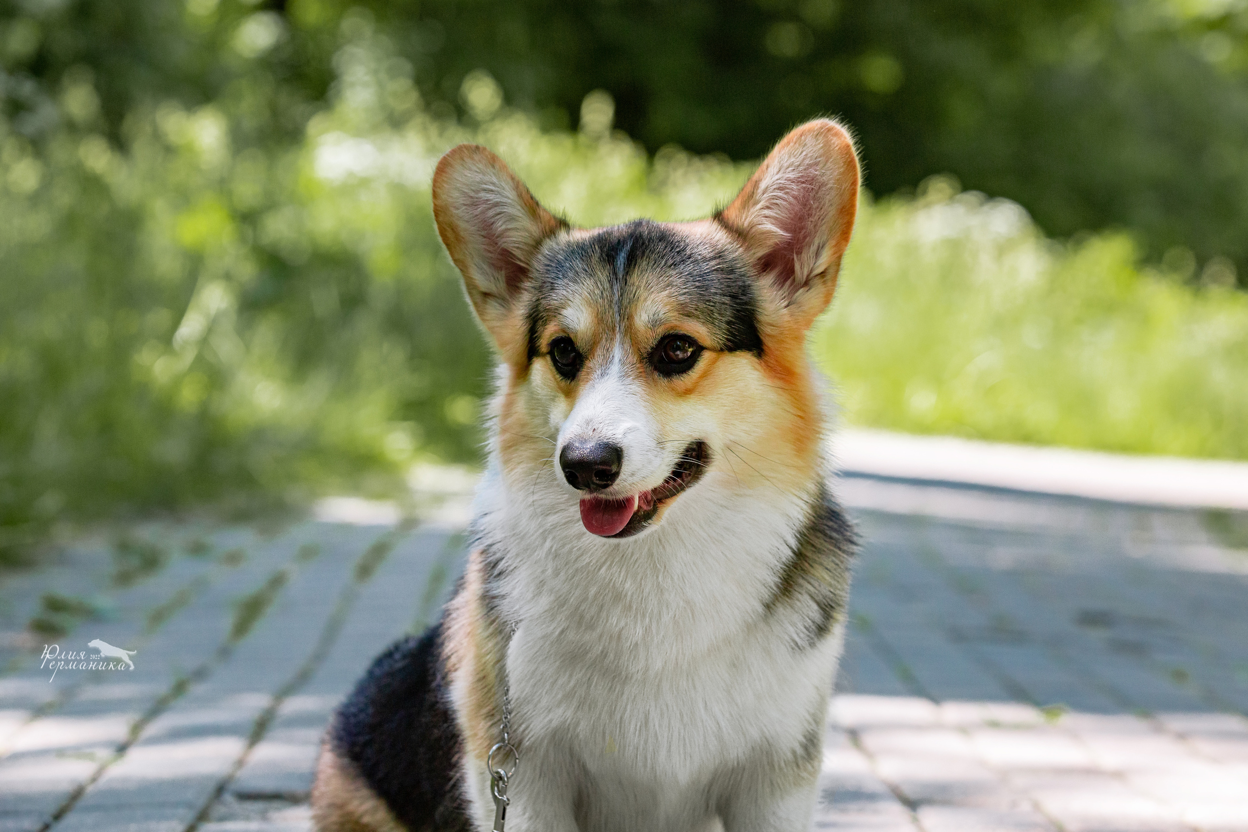 Сергиев Посад 2хСАС 25.06.2022. Фотограф-анималист Юлия Германика