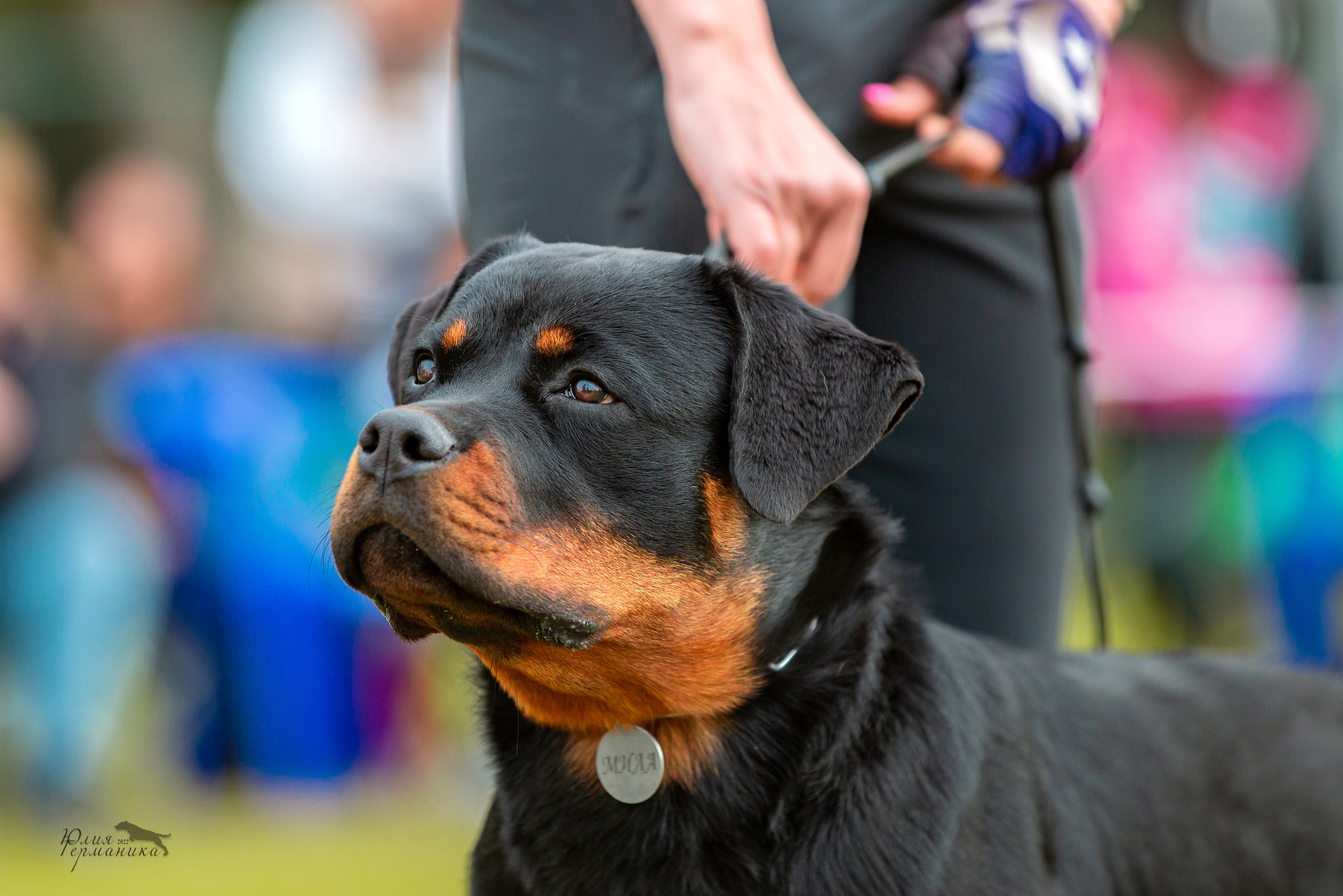 Воронеж моно ротвейлеров 28-29 мая 2022. Фотограф-анималист Юлия Германика