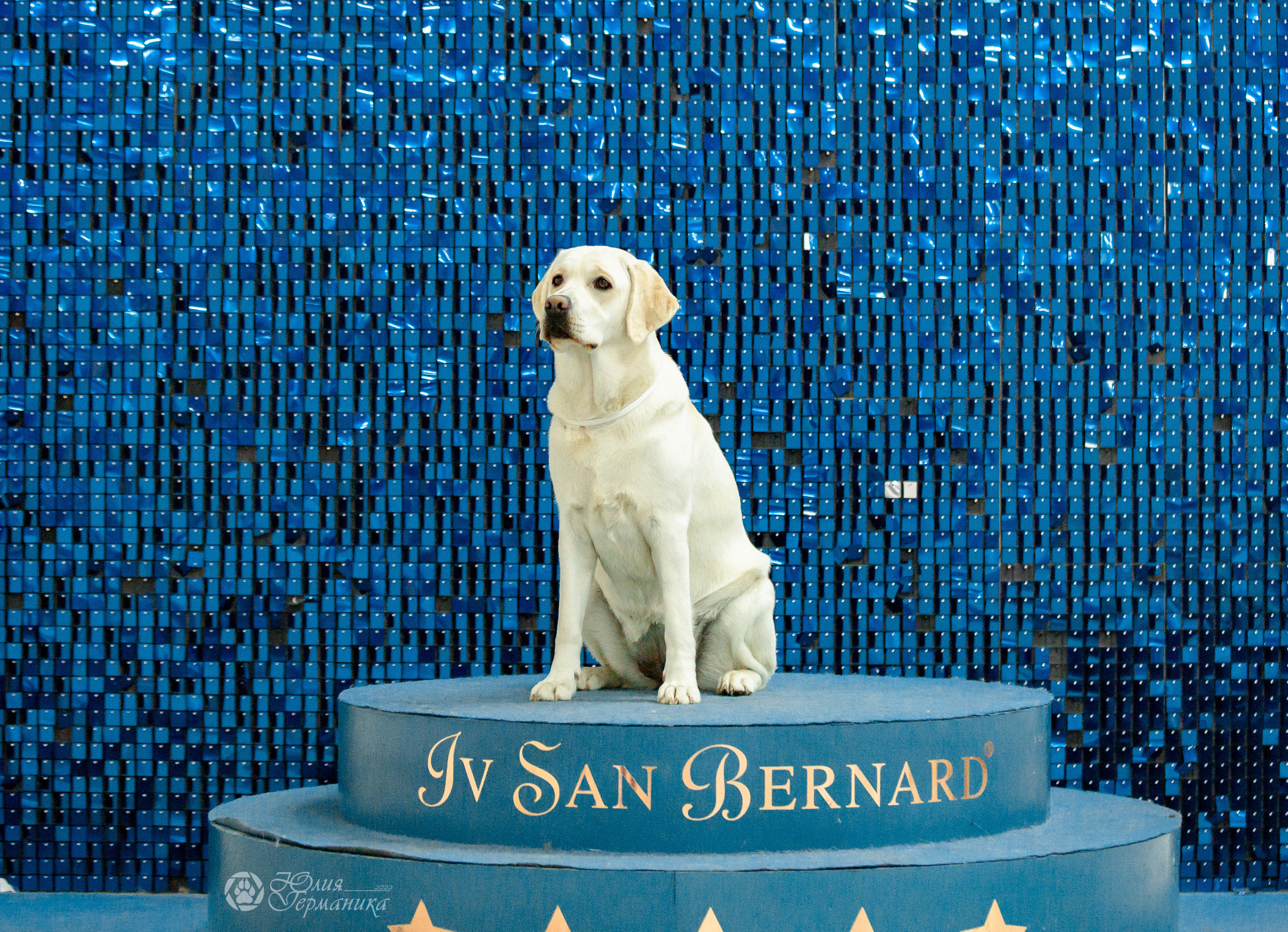 Чайна-Таун 16-17 апреля 2022. Фотограф-анималист Юлия Германика