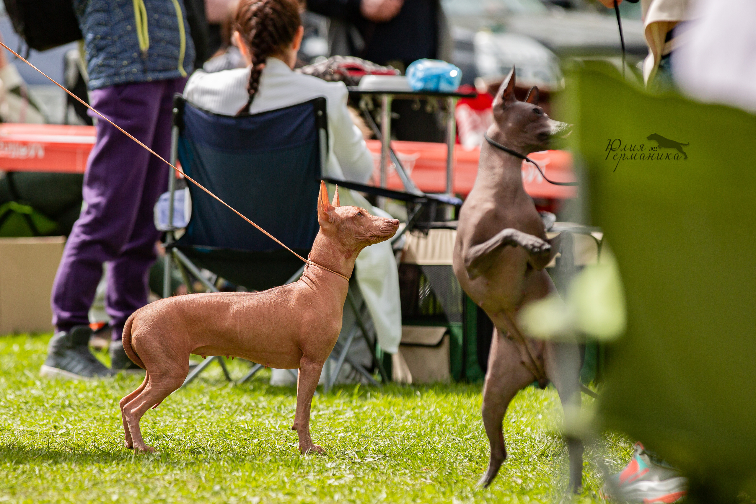 Пушкино 2хЧРКФ 14 мая 2022. Фотограф-анималист Юлия Германика