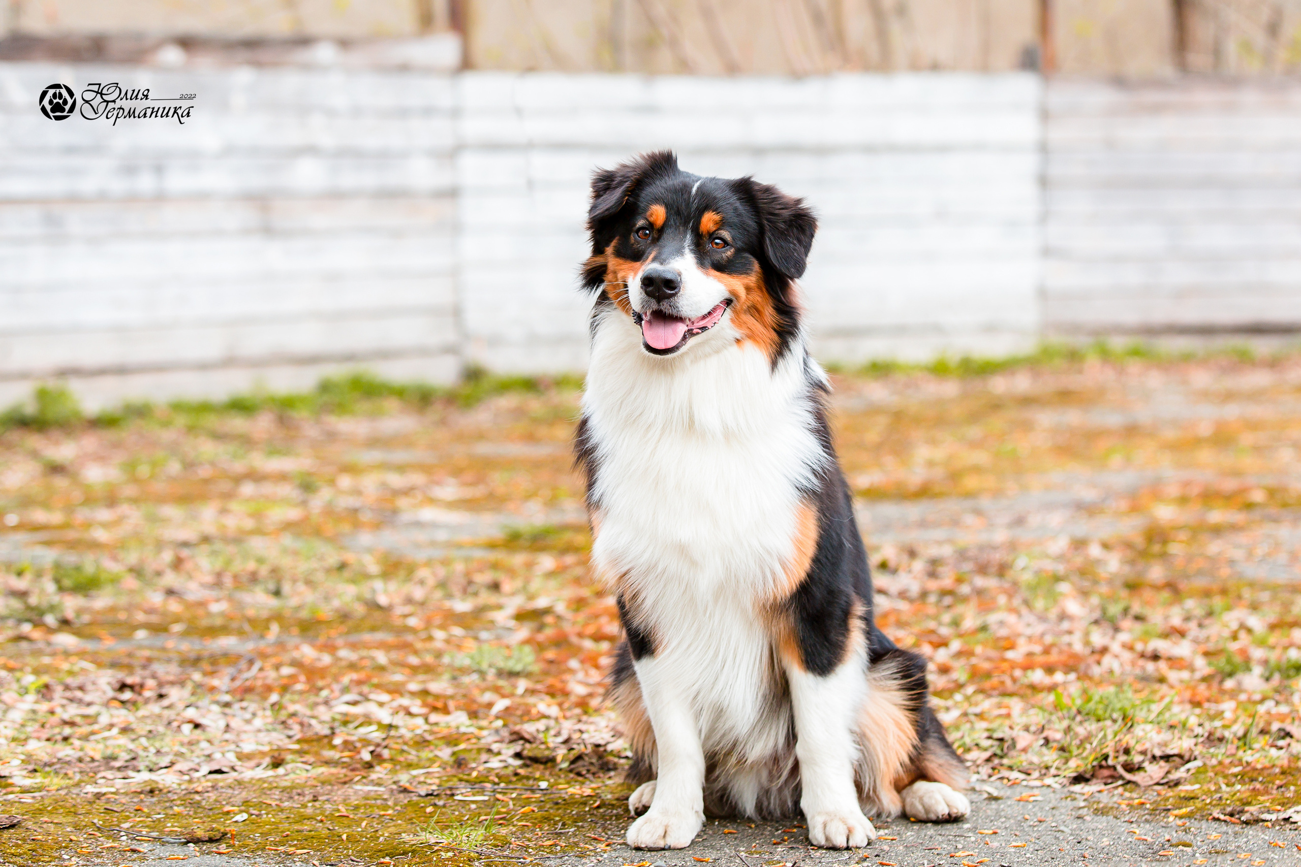 Александров 2хСАС 8 мая 2022. Фотограф-анималист Юлия Германика