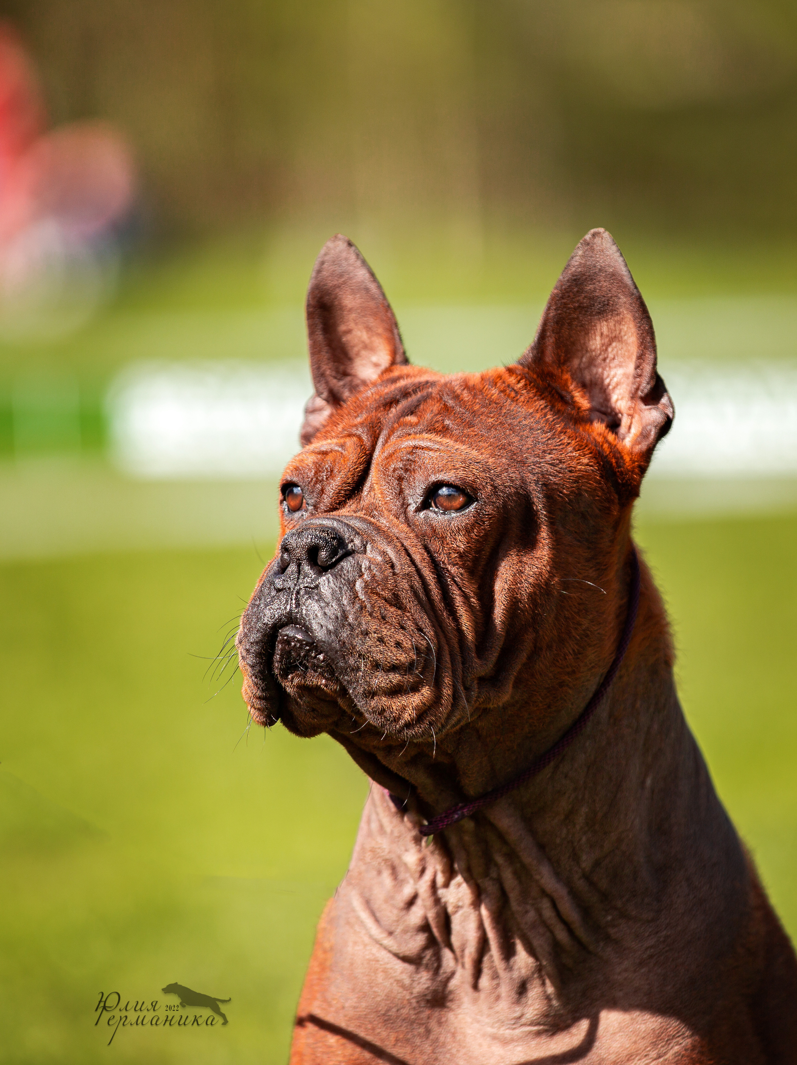 Пушкино 2хЧРКФ 14 мая 2022. Фотограф-анималист Юлия Германика