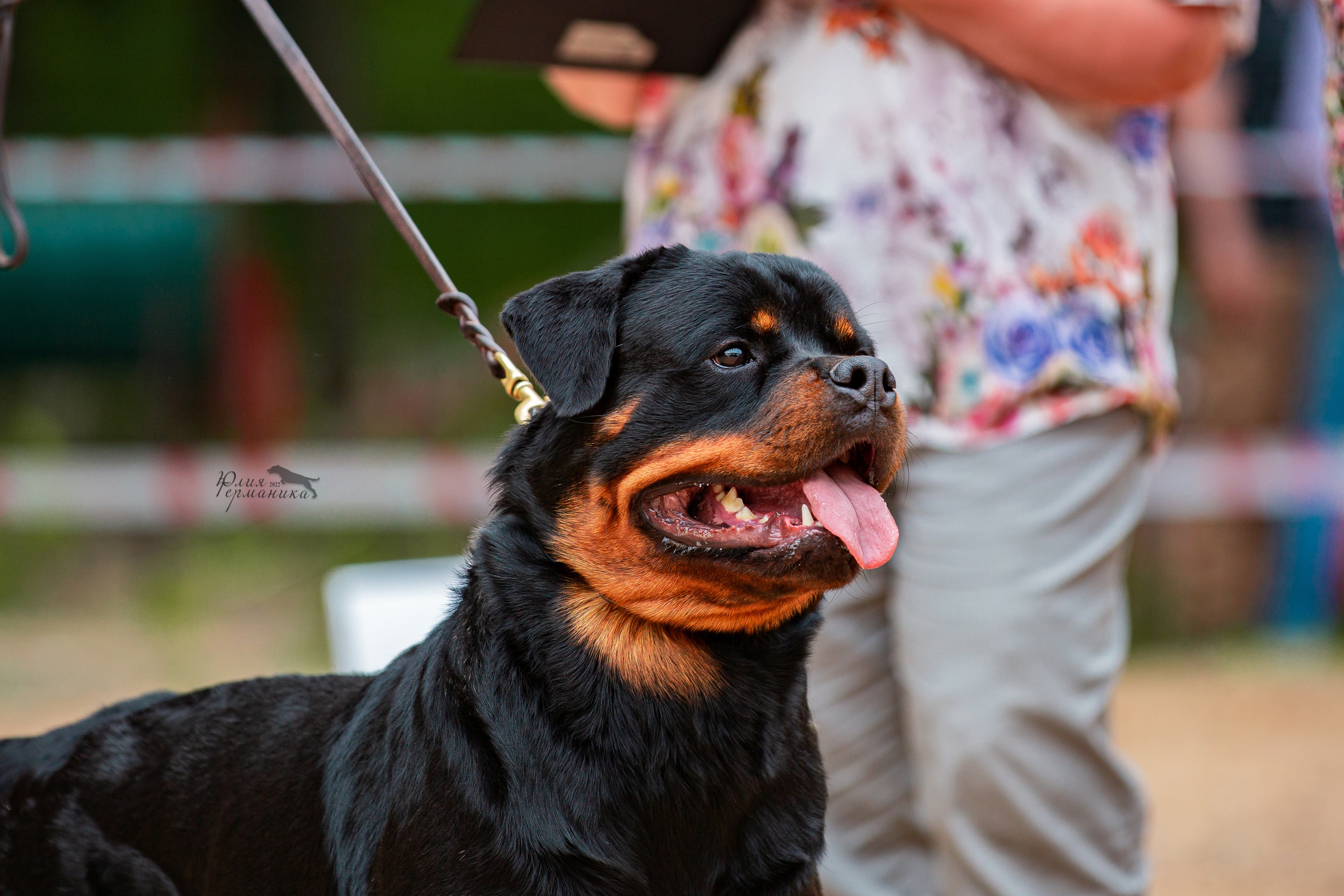 Смоленск 12.06,   Ховрино 13.06,    Питер 18.06 2022. Фотограф-анималист Юлия Германика
