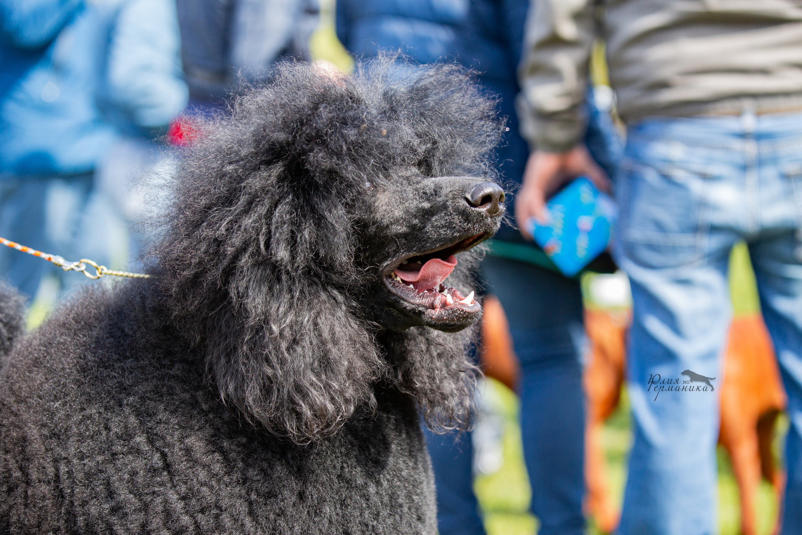 Пушкино 2хЧРКФ 14 мая 2022. Фотограф-анималист Юлия Германика