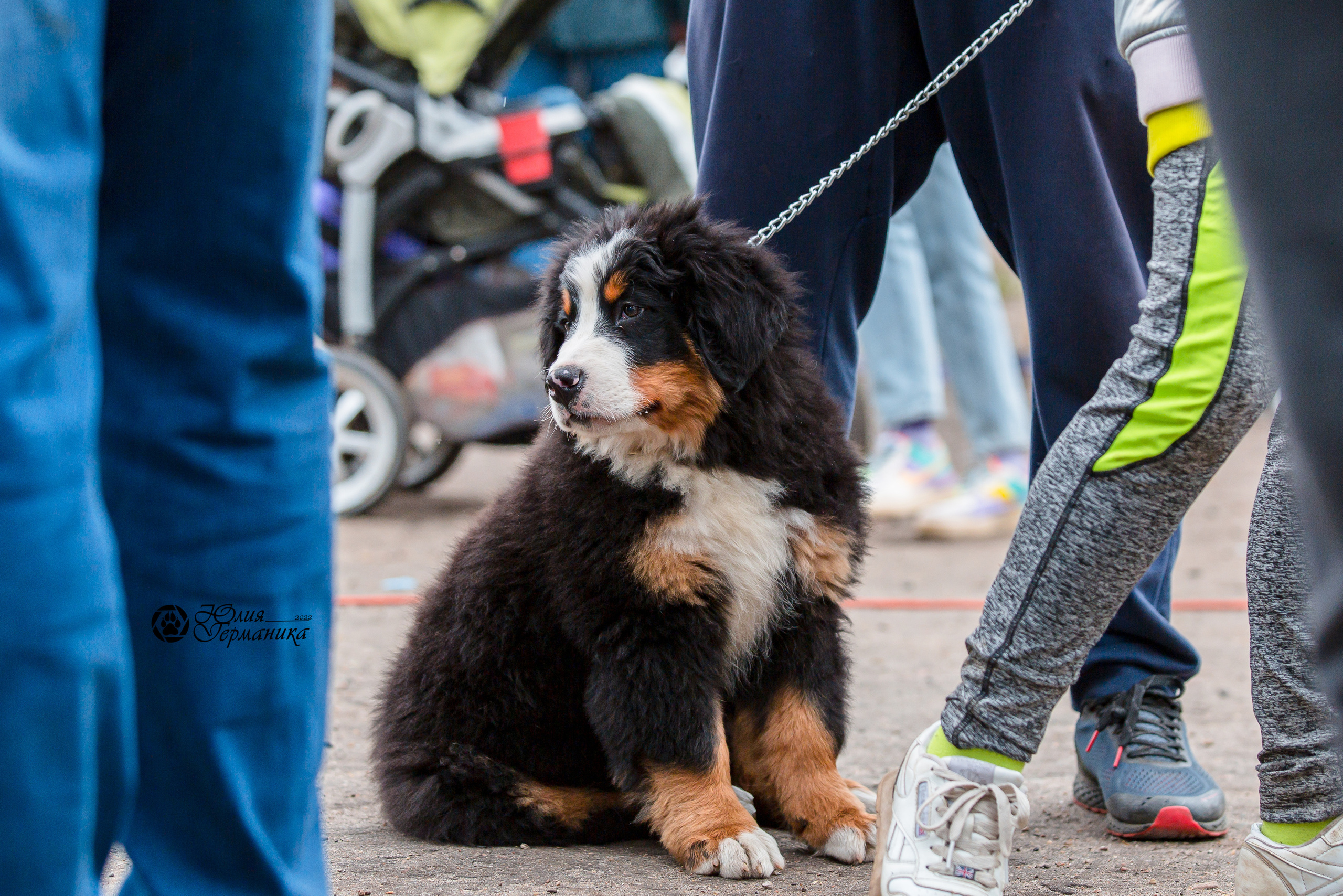 Александров 2хСАС 8 мая 2022. Фотограф-анималист Юлия Германика