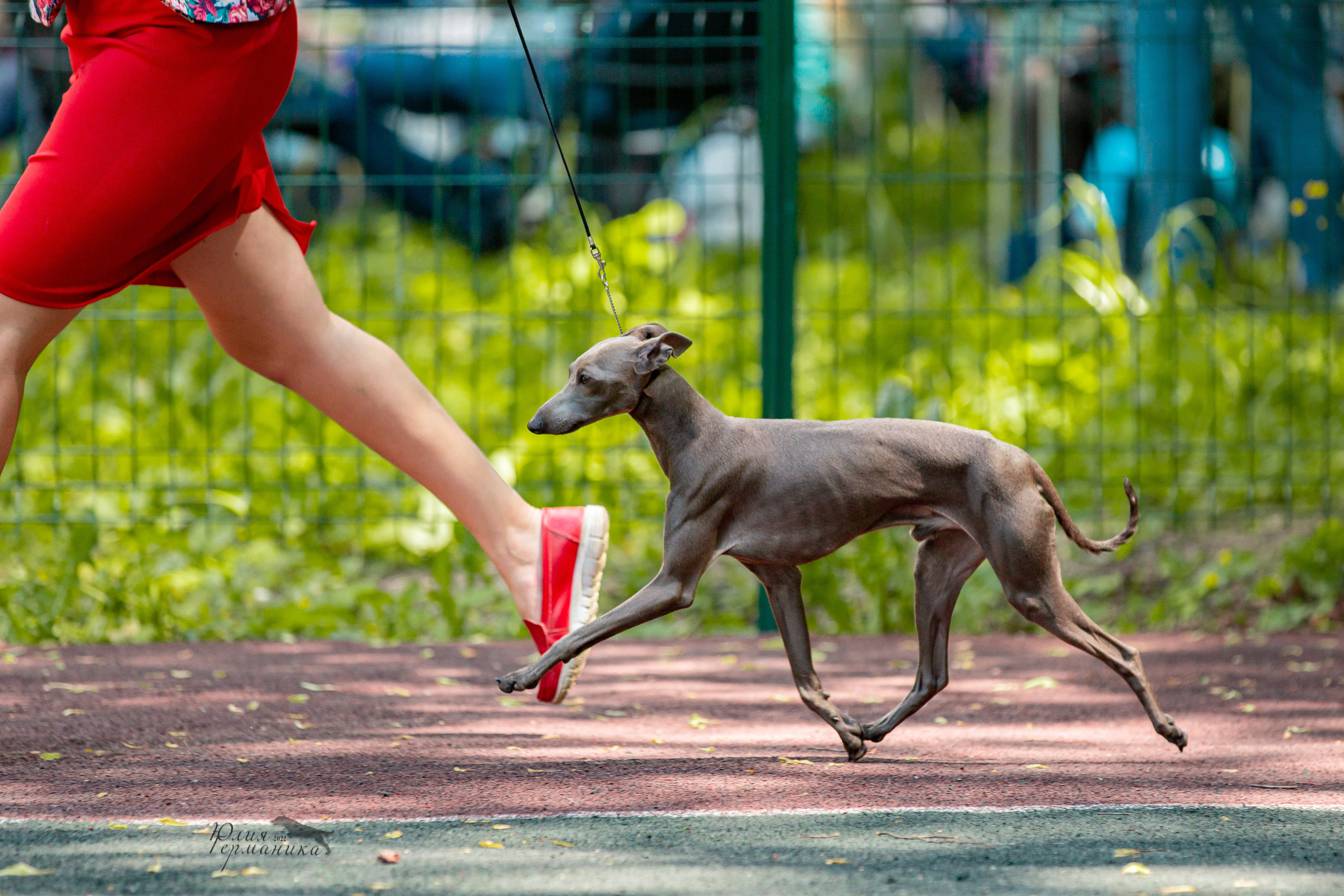 Сергиев Посад 2хСАС 25.06.2022. Фотограф-анималист Юлия Германика