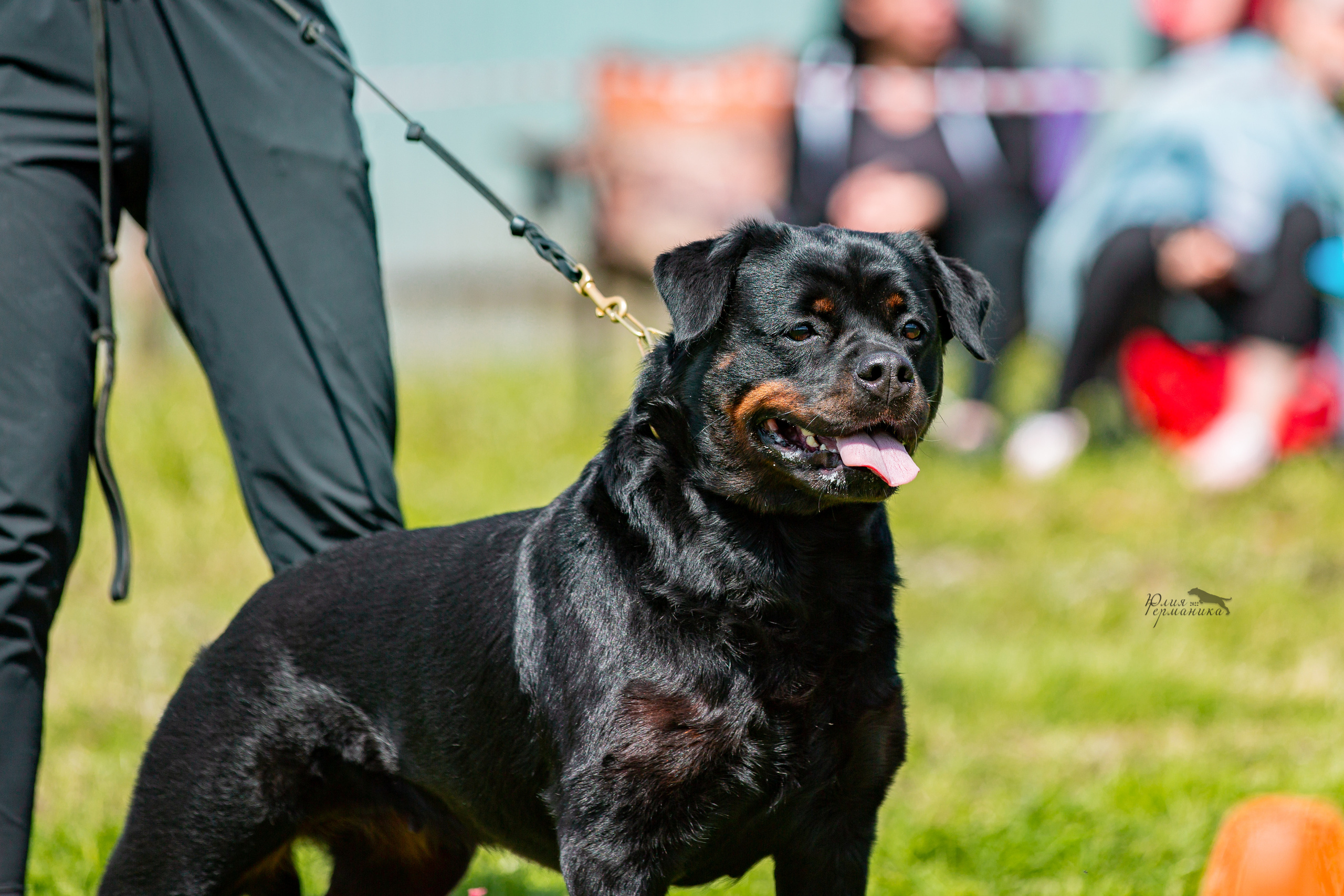 Нижний Новгород моно ротвейлеров 4 июня 2022. Фотограф-анималист Юлия Германика