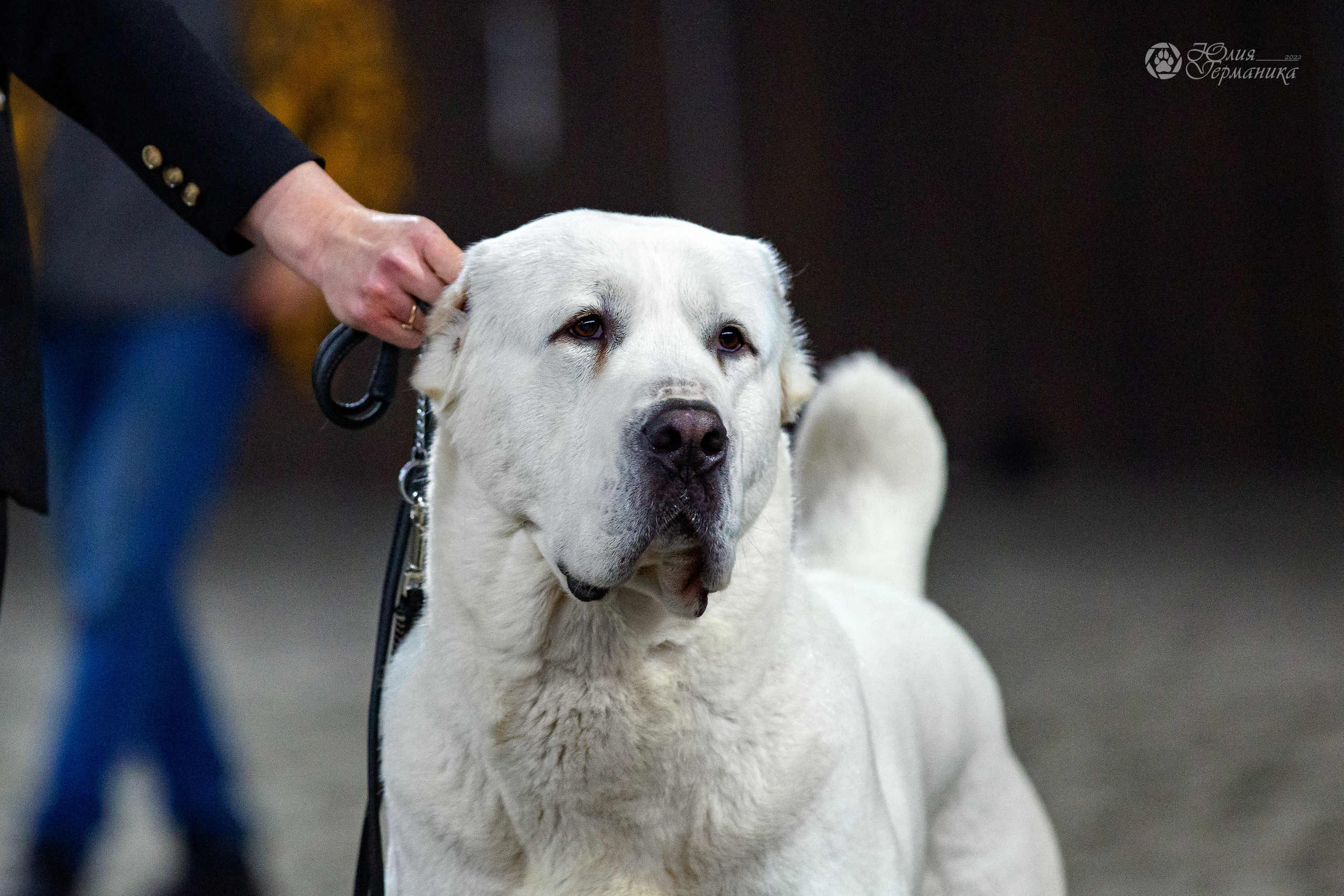 Националка САО+КЧК 24 апреля 2022. Фотограф-анималист Юлия Германика