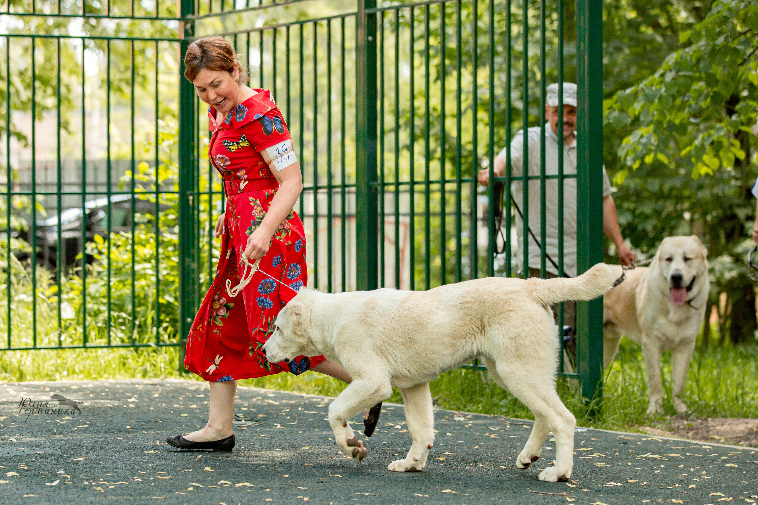 Сергиев Посад 2хСАС 25.06.2022. Фотограф-анималист Юлия Германика