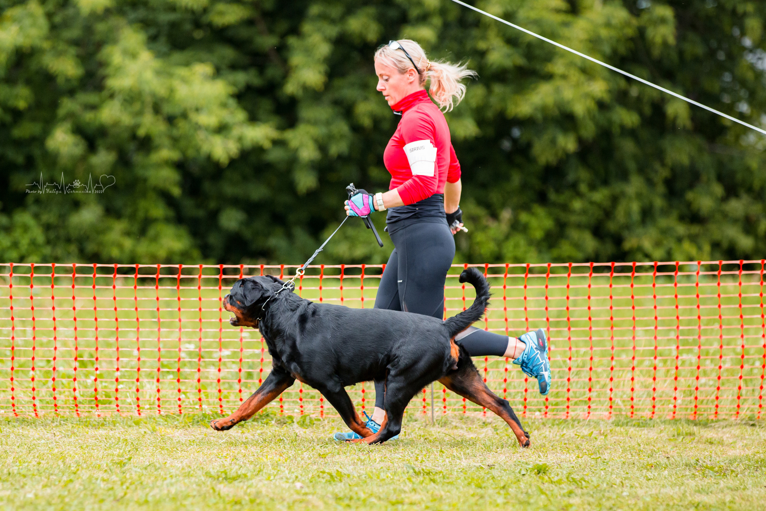 Санкт-Петербург моно ротвейлеров 23.07.2022. Фотограф-анималист Юлия Германика