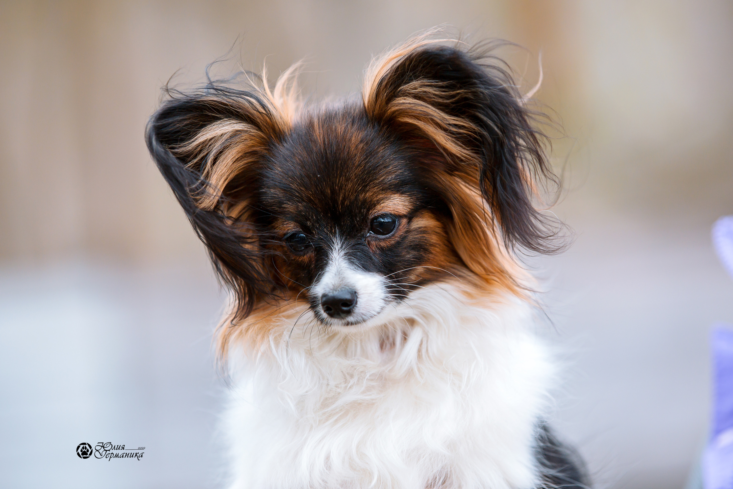 Александров 2хСАС 8 мая 2022. Фотограф-анималист Юлия Германика