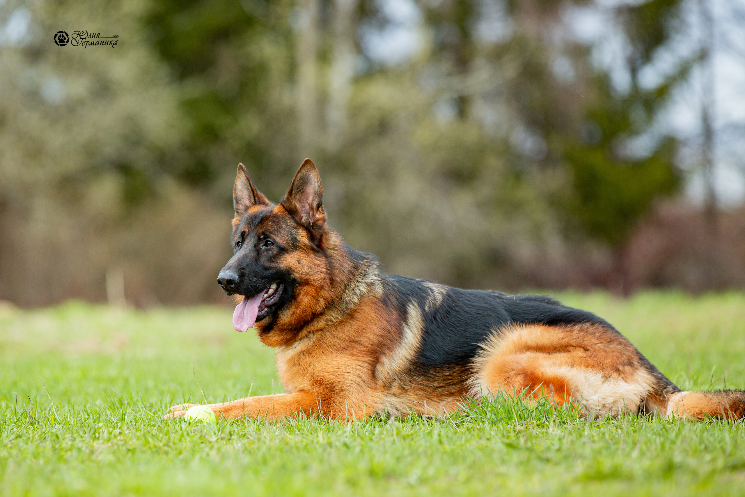 Свободная съемка. Фотограф-анималист Юлия Германика