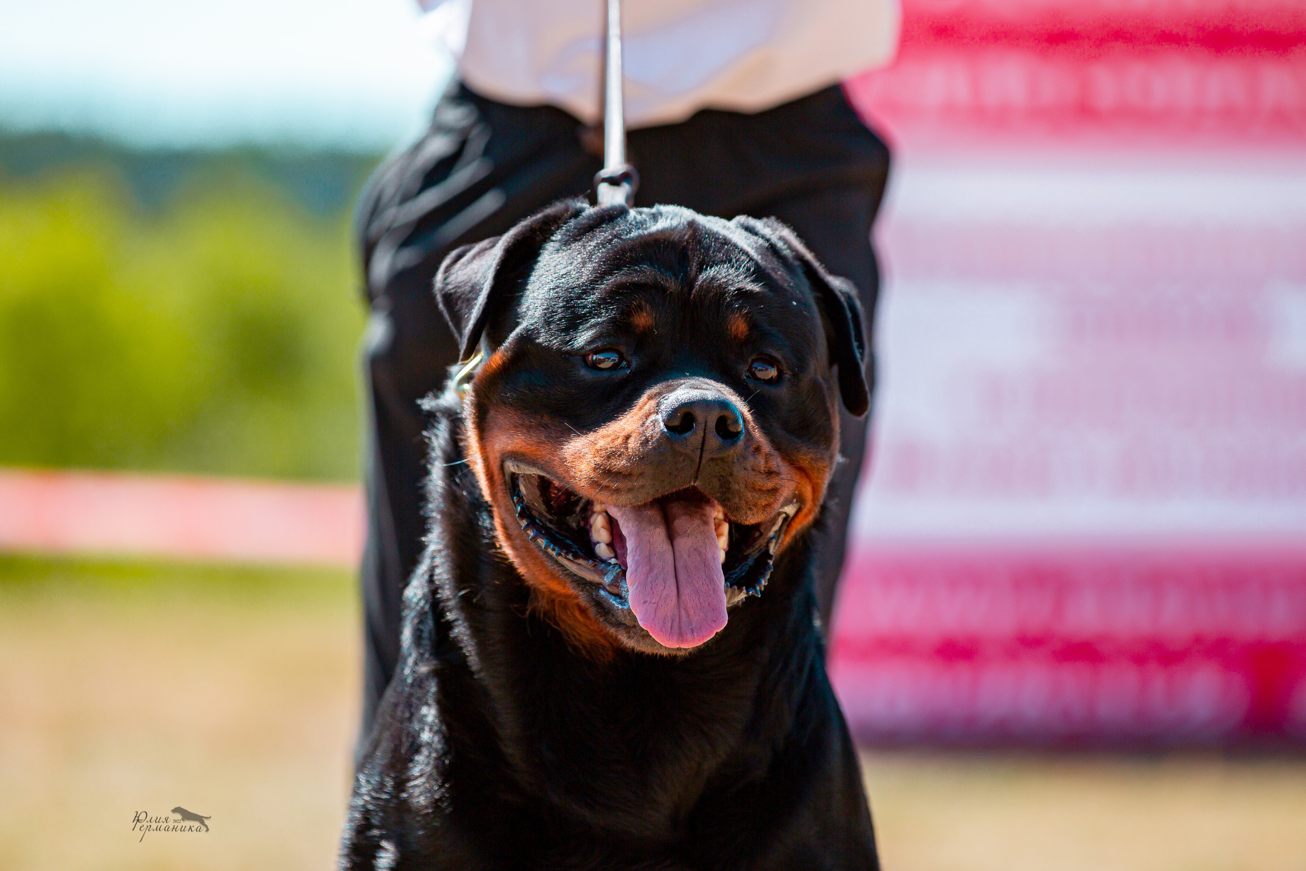 Тверь моно ротвейлеров 2-3.07.2022. Фотограф-анималист Юлия Германика