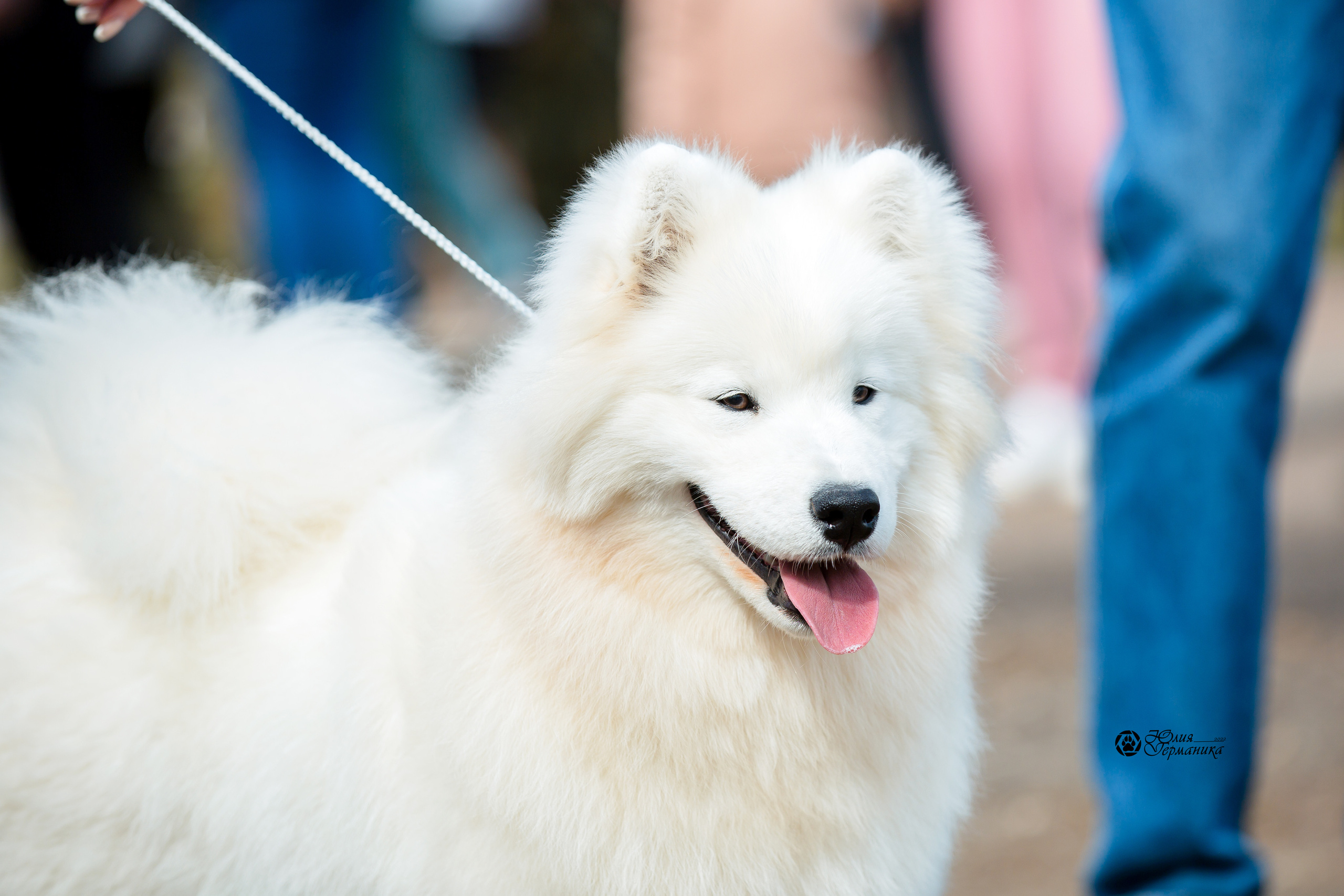 Александров 2хСАС 8 мая 2022. Фотограф-анималист Юлия Германика